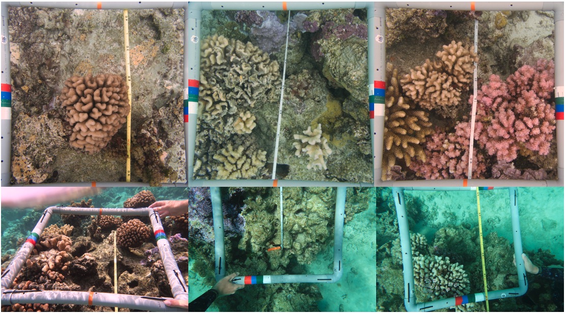 Quadrats_quality_Notebookpost_Benthiccover