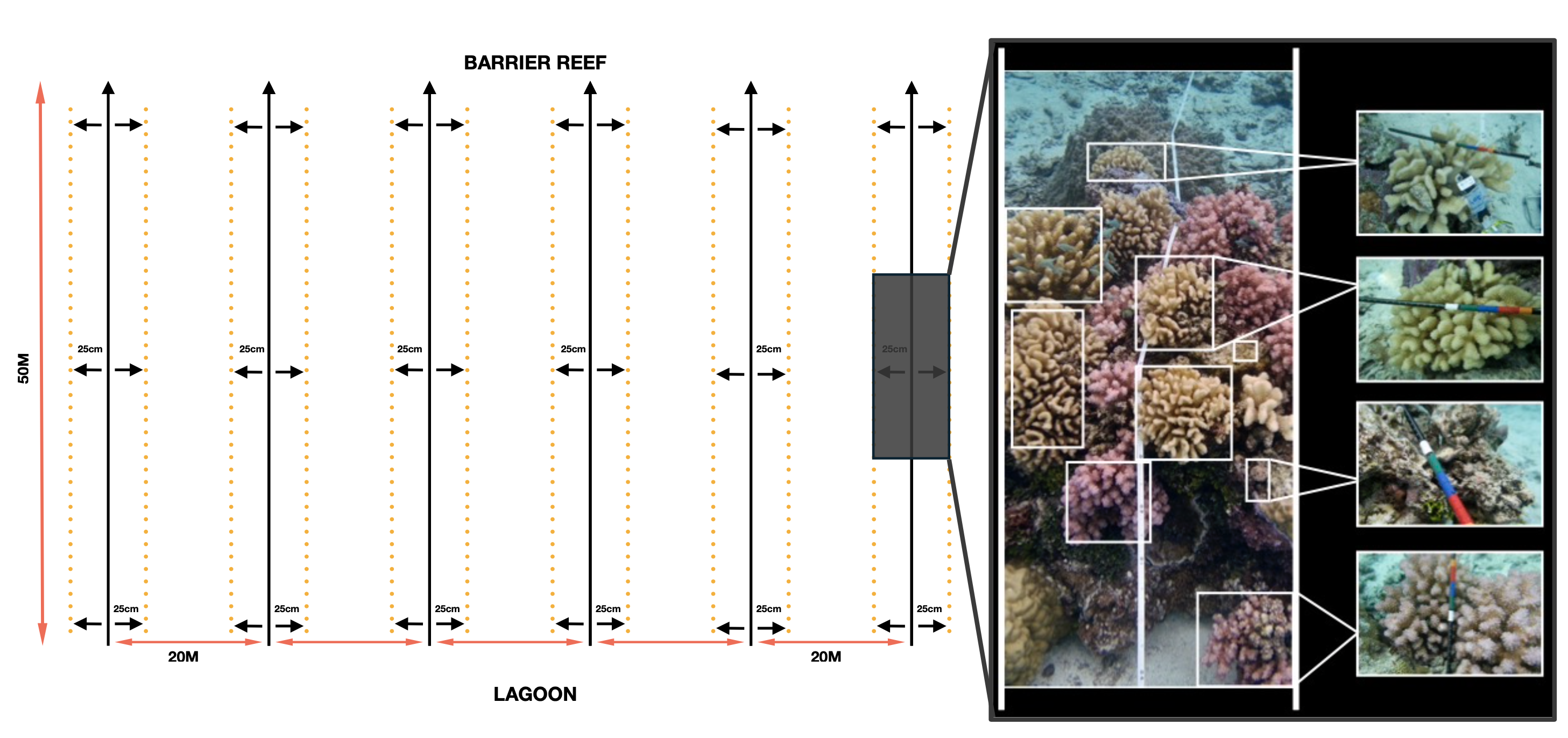 TRANSECT_PROTOCOL