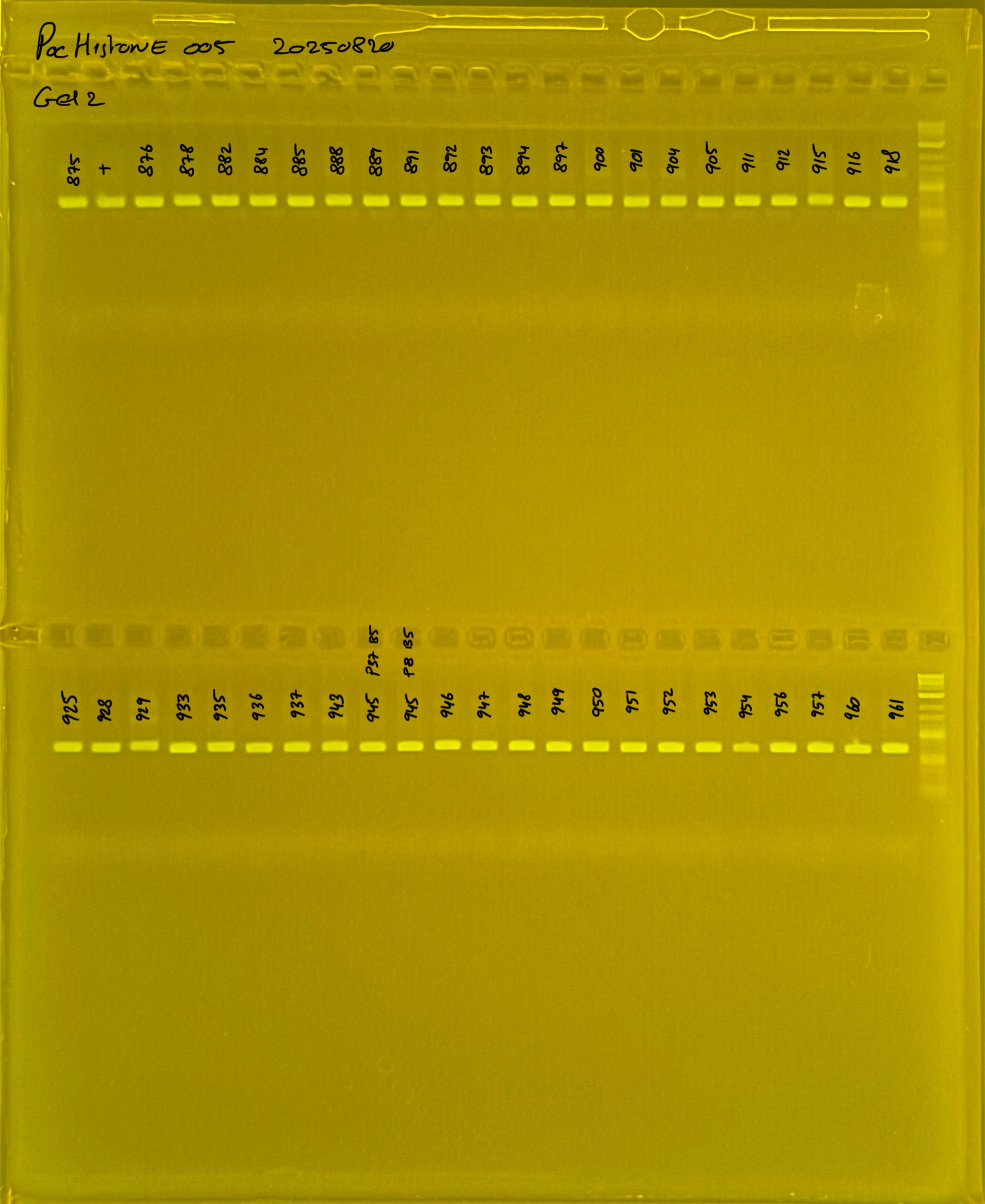 PocHistone_005_g2_20250820.JPG