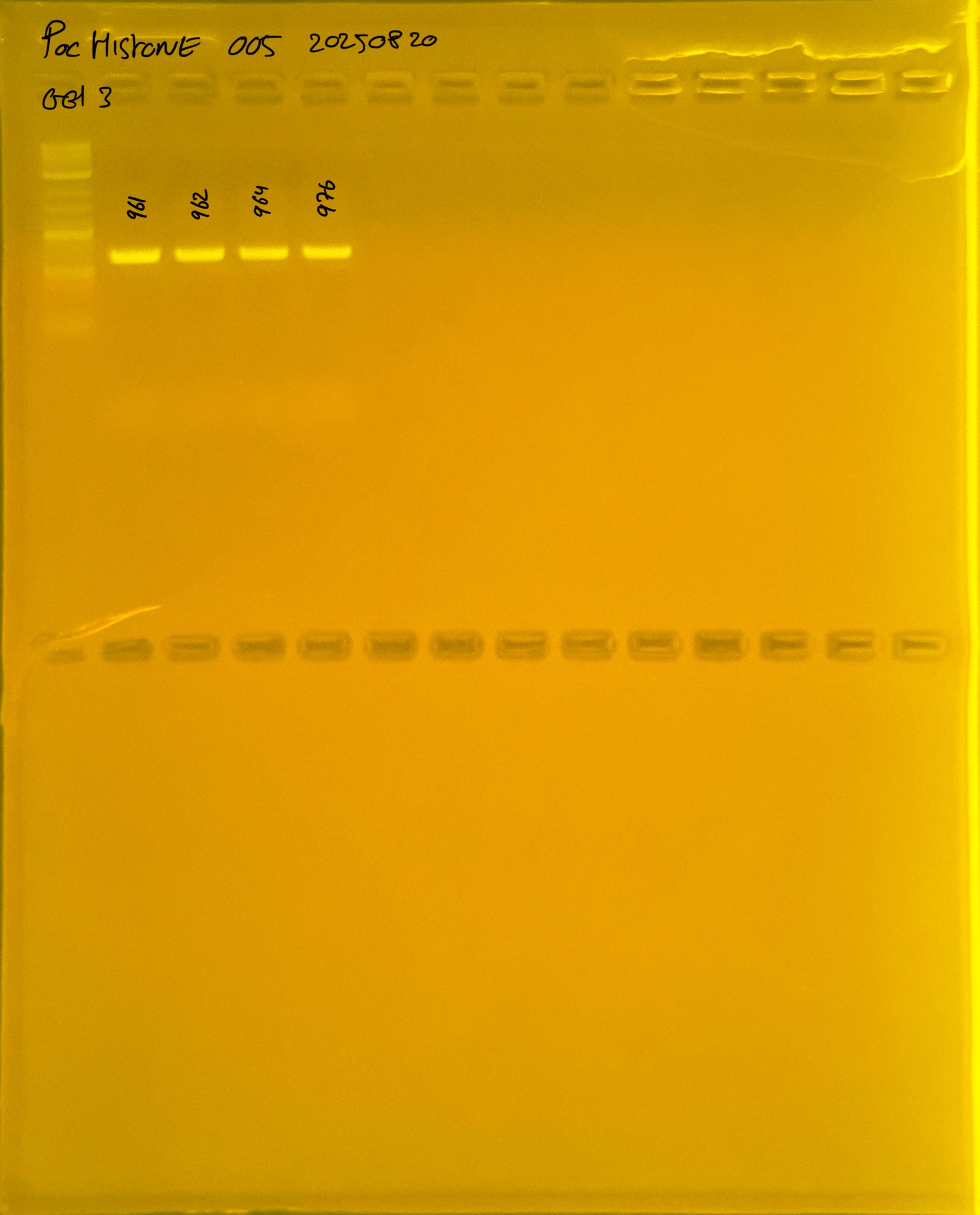 PocHistone_005_g3_20250820.JPG
