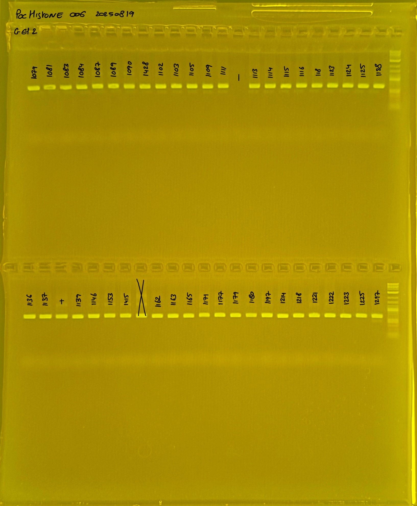 PocHistone_006_g2_20250819.JPG