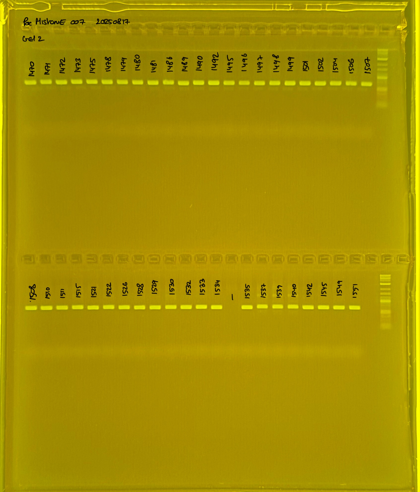 PocHistone_007_g2_20250817.JPG