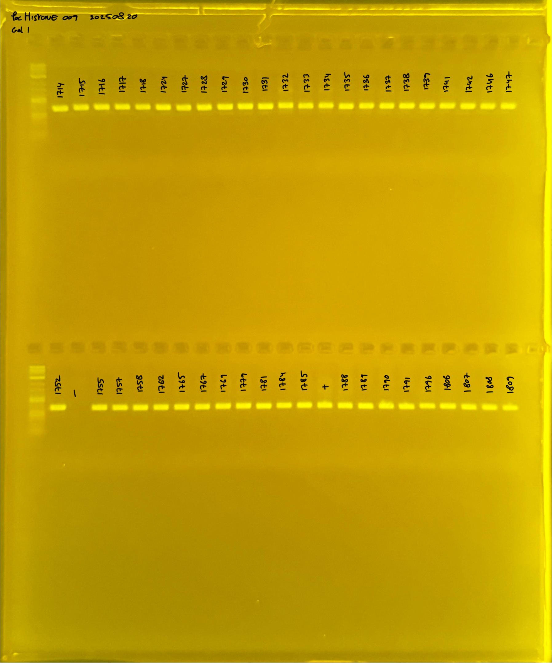 PocHistone_009_g1_20250821.JPG