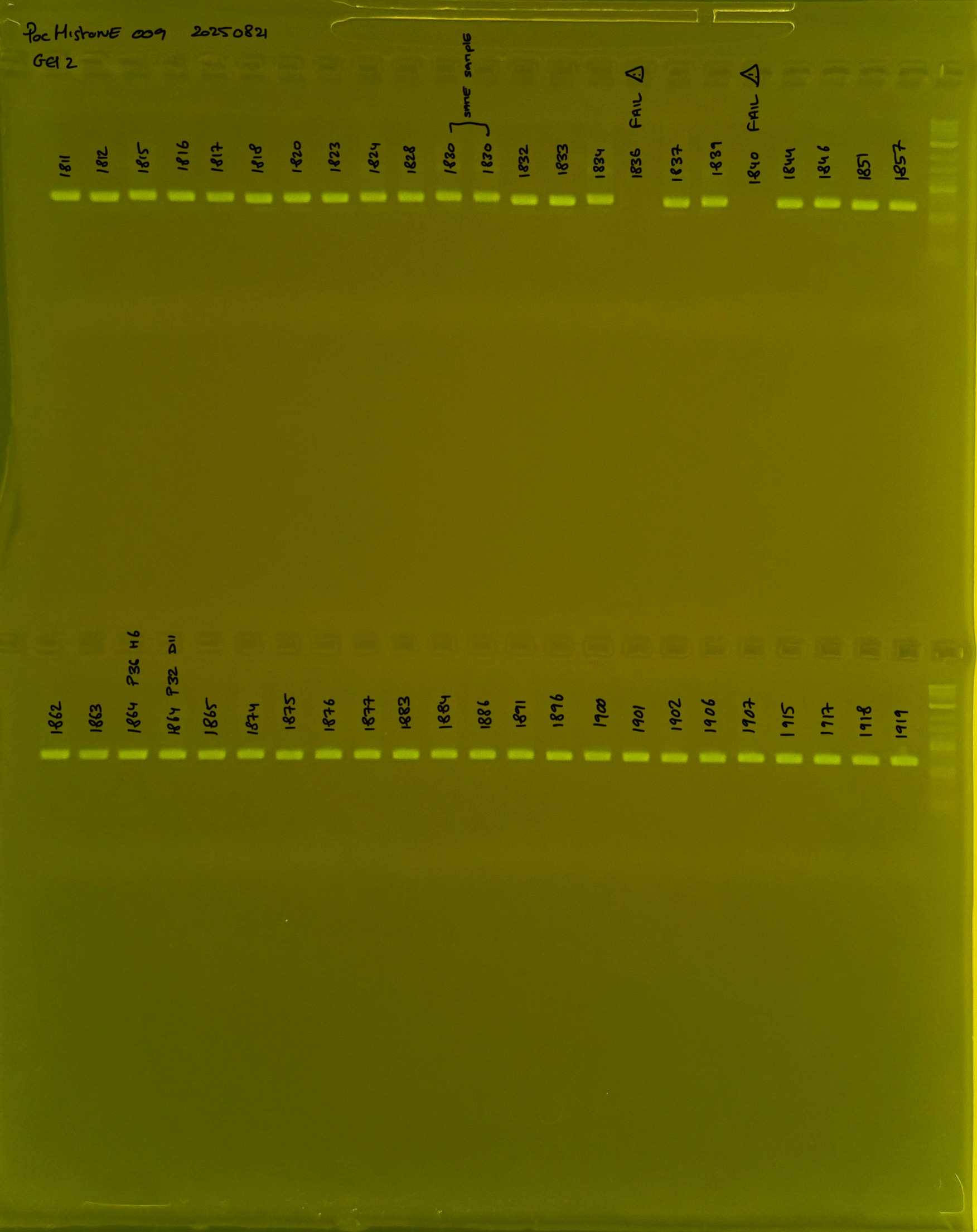 PocHistone_009_g2_20250821.JPG