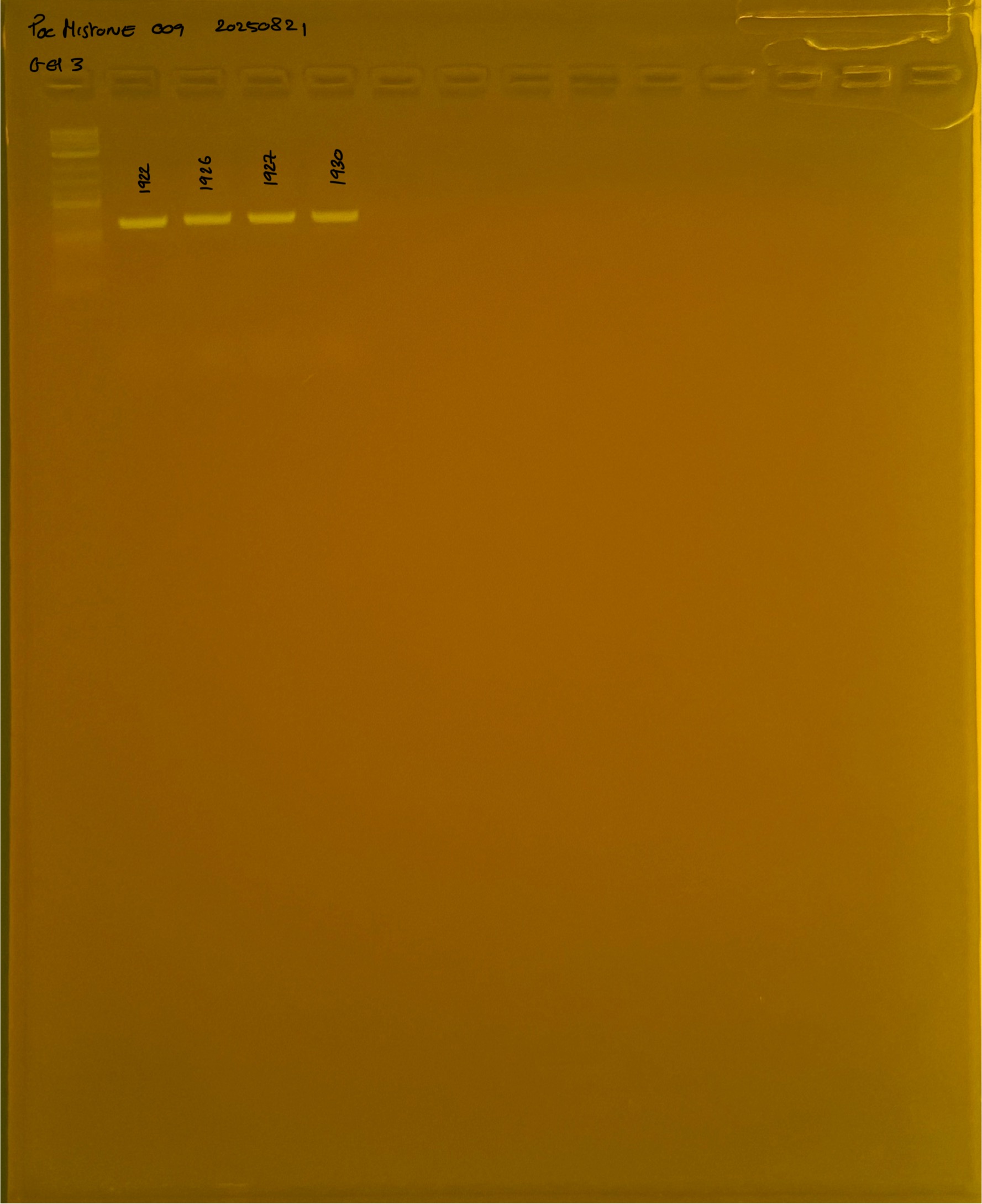PocHistone_009_g3_20250821.JPG