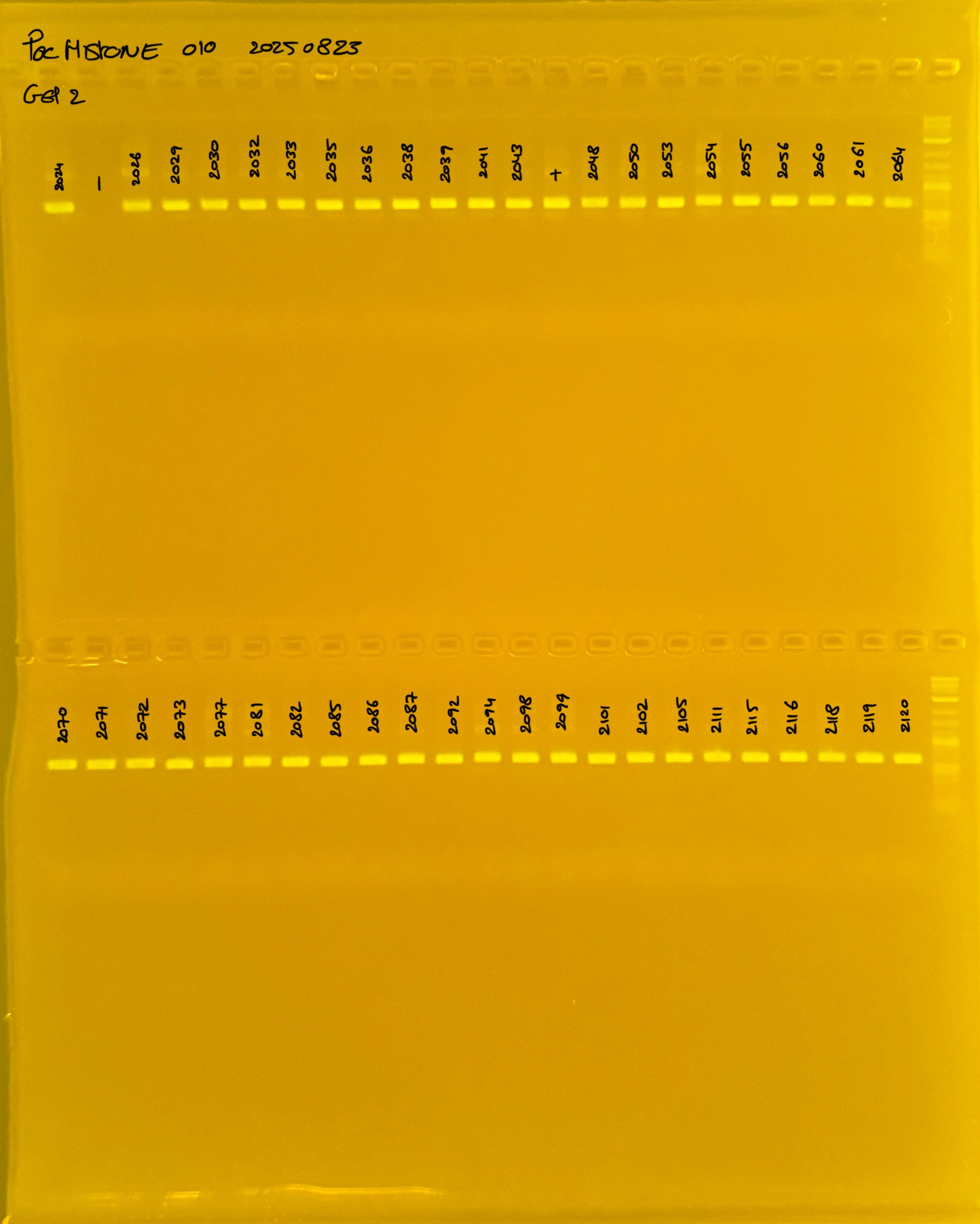 PocHistone_010_g2_20250823.JPG