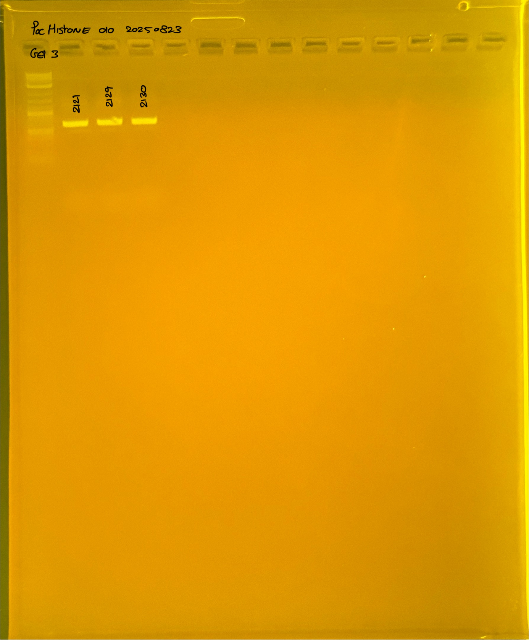 PocHistone_010_g3_20250823.JPG
