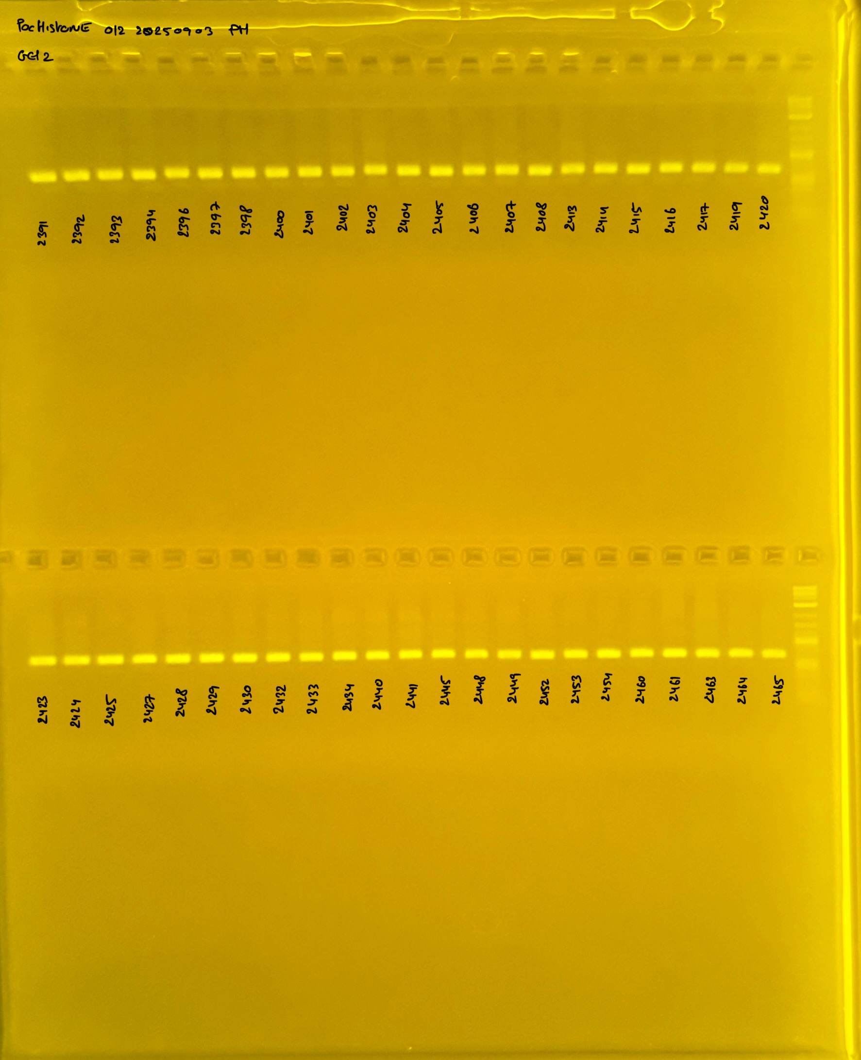 PocHistone_012_g2_20250903.JPG