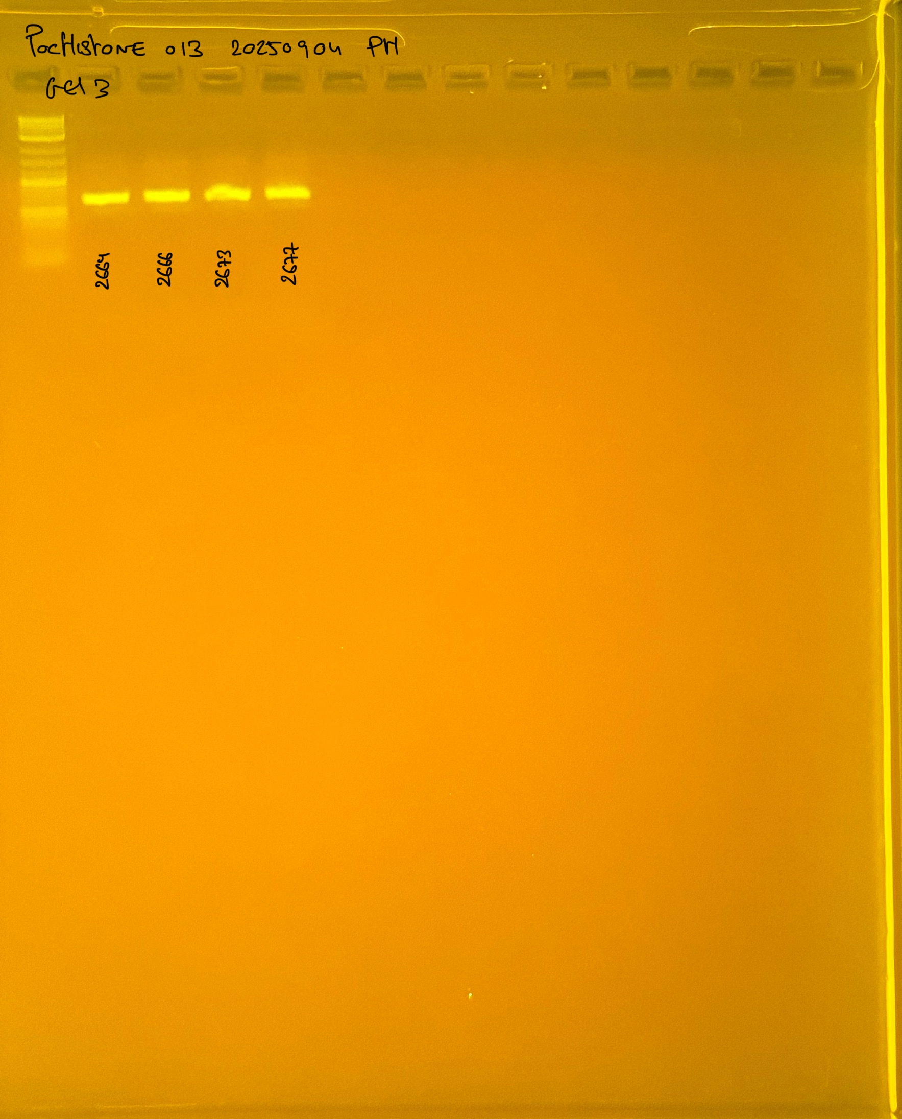 PocHistone_013_g3_20250904.JPG