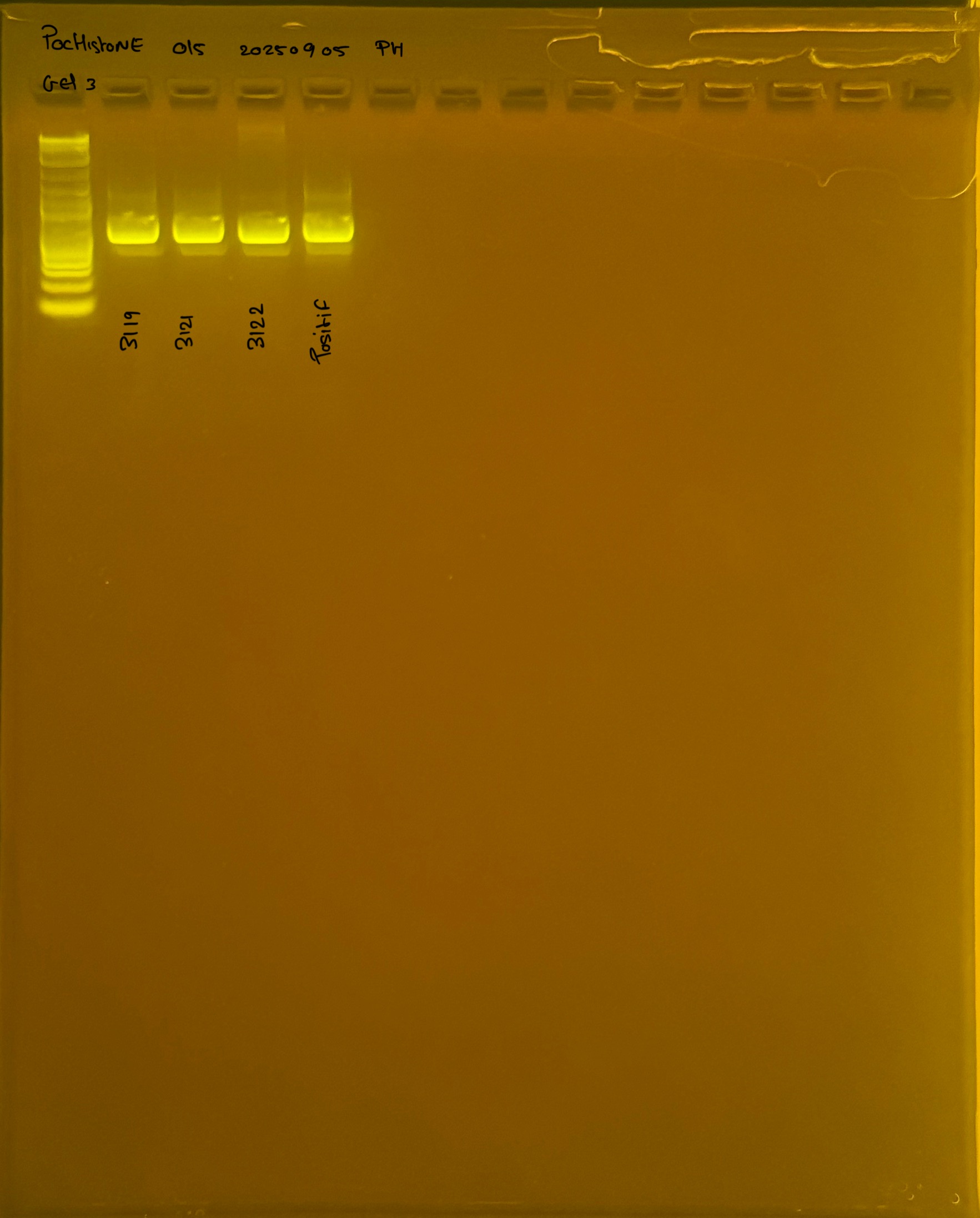 PocHistone_015_g3_20250905.JPG