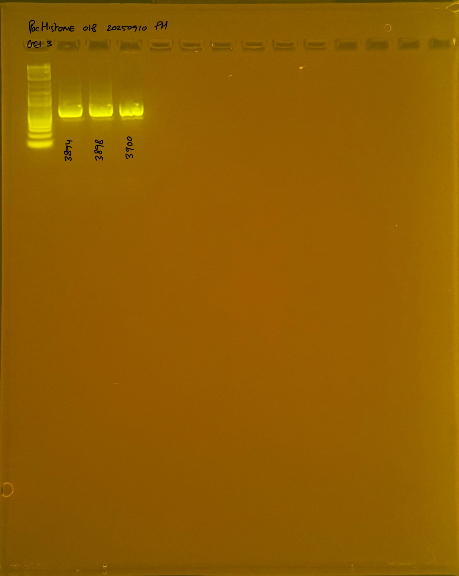 PocHistone_018_g3_20250910.JPG