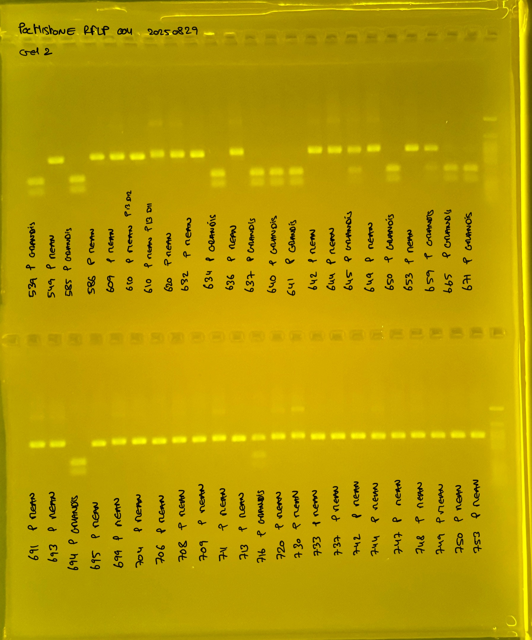 PocHistone_RFLP_004_g2_20250829.JPG