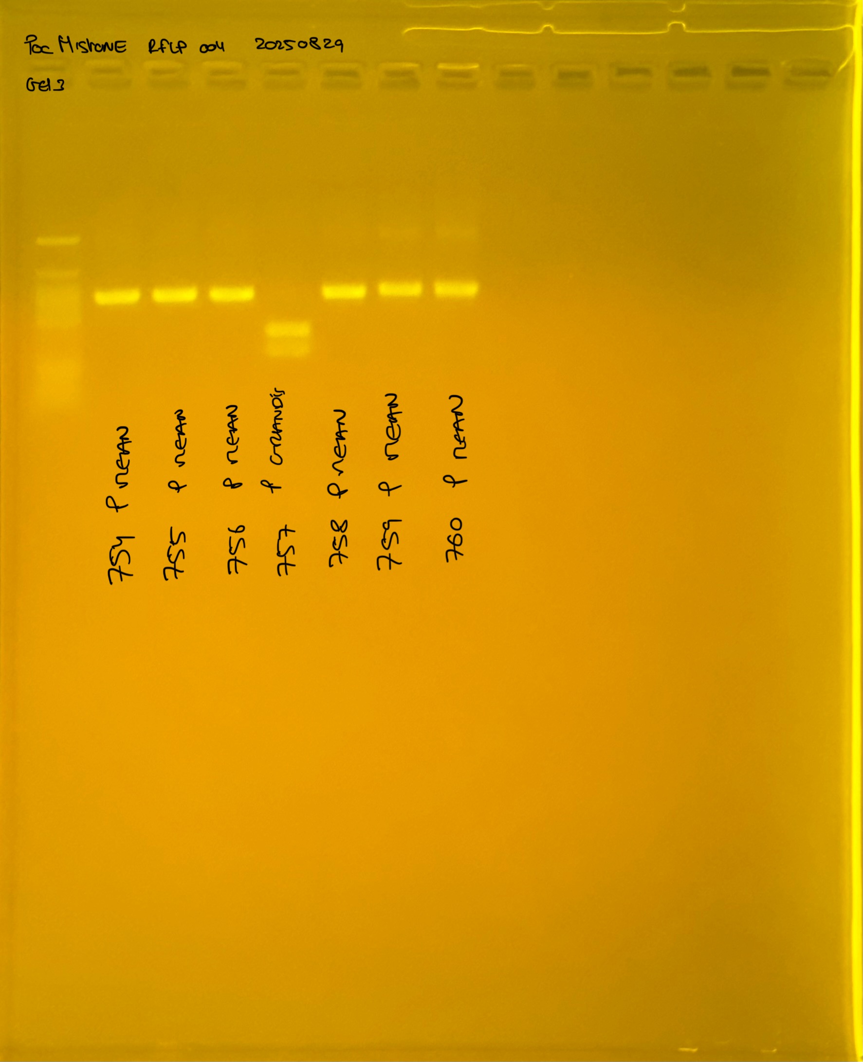 PocHistone_RFLP_004_g3_20250829.JPG
