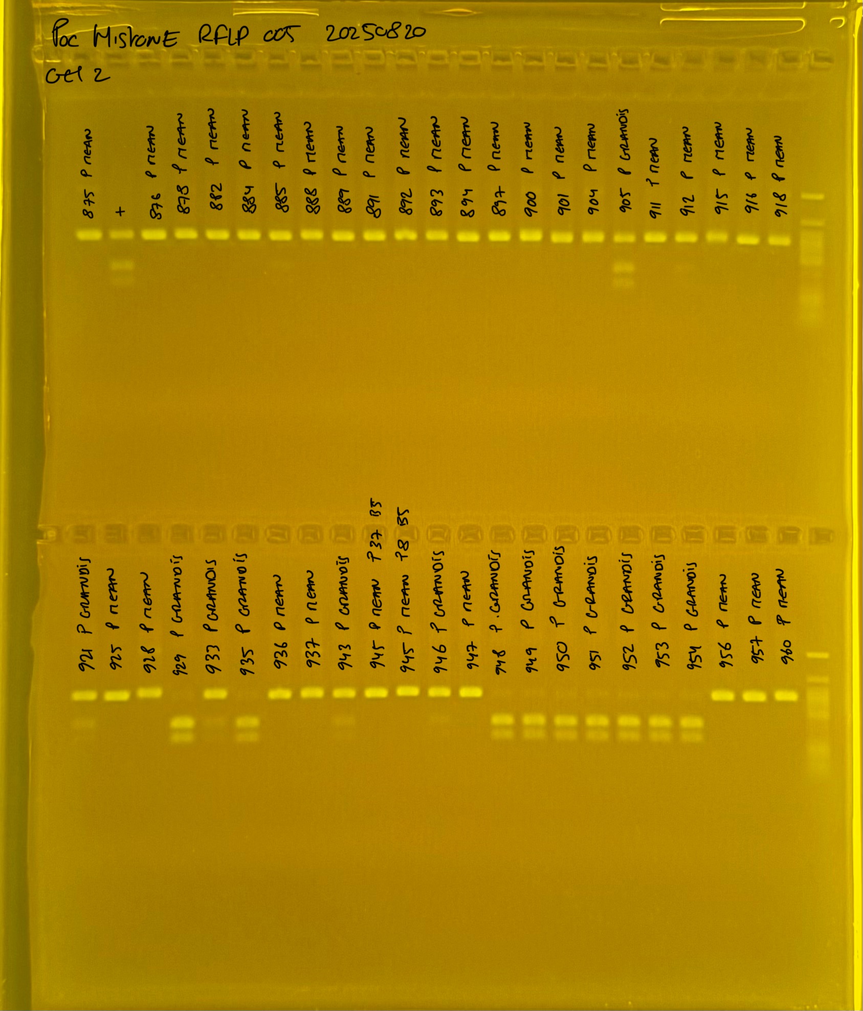 PocHistone_RFLP_005_g2_20250821.JPG