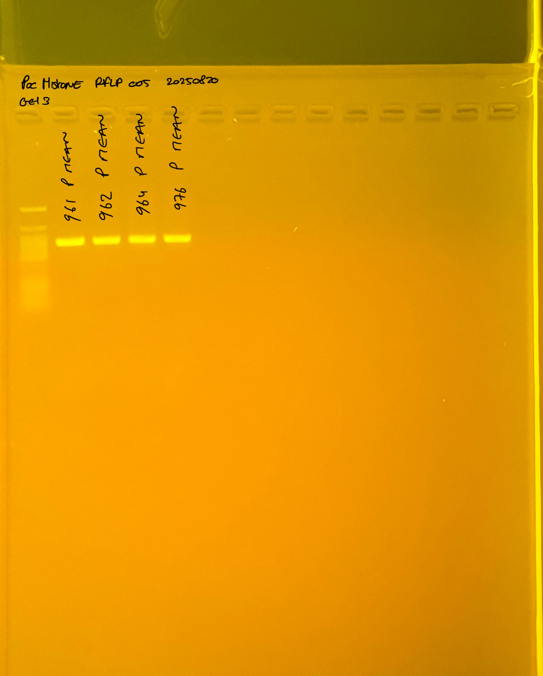 PocHistone_RFLP_005_g3_20250821.JPG