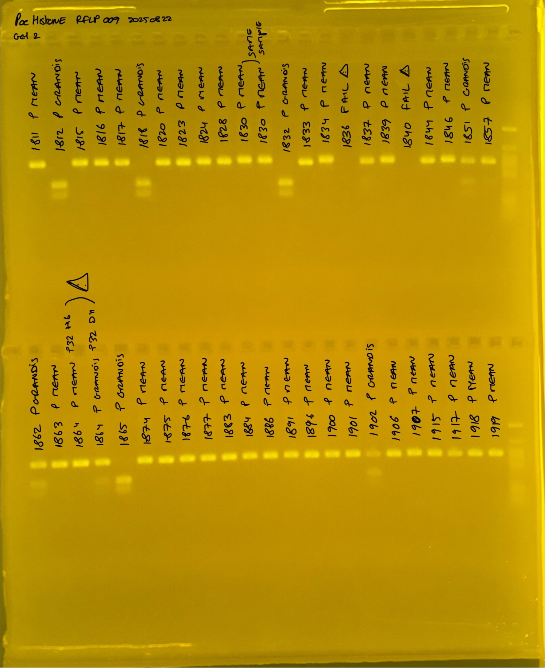 PocHistone_RFLP_009_g2_20250822.JPG