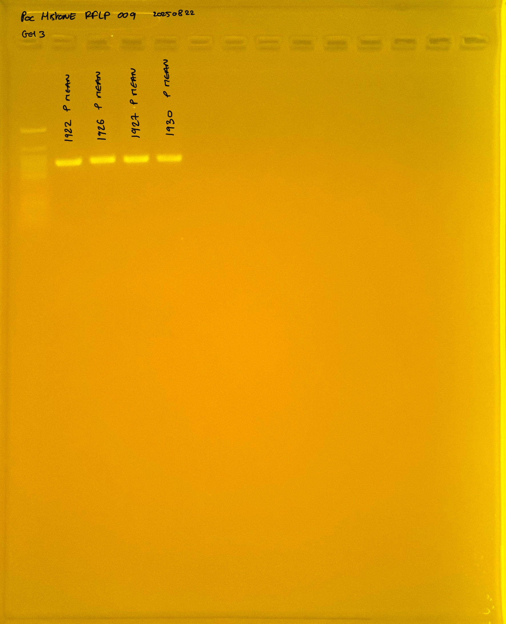 PocHistone_RFLP_009_g3_20250822.JPG