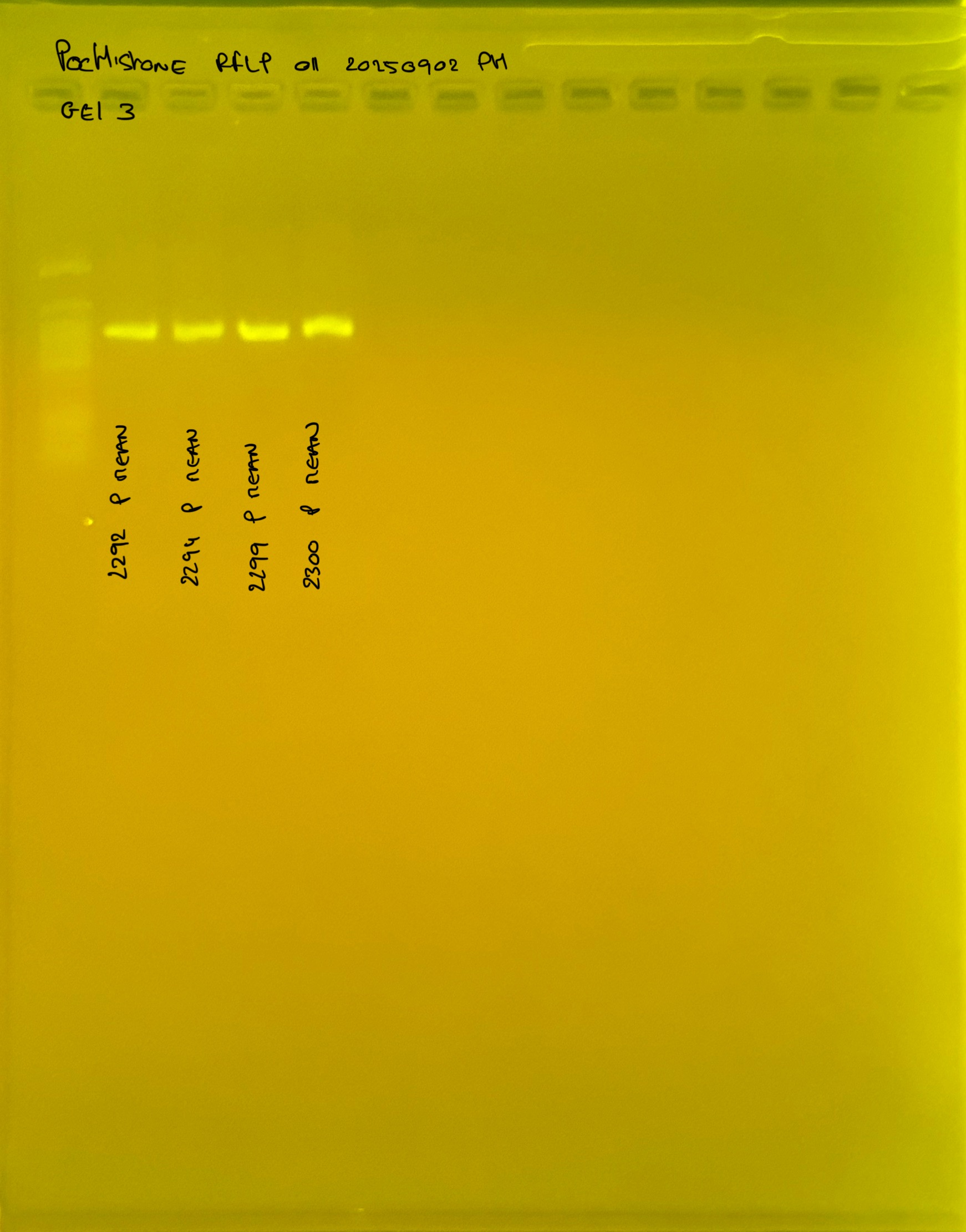 PocHistone_RFLP_011_g3_20250902.JPG