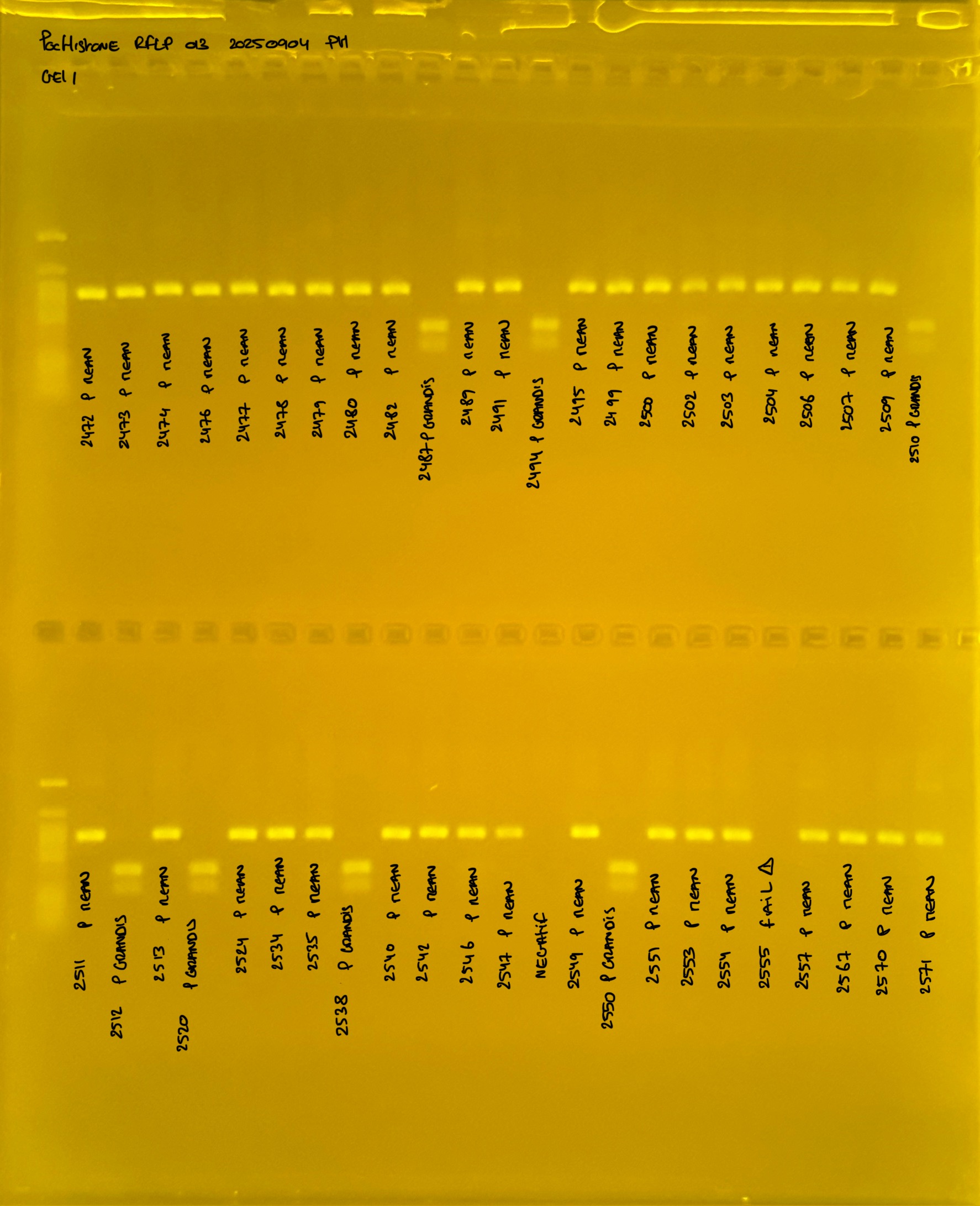 PocHistone_RFLP_013_g1_20250904.JPG