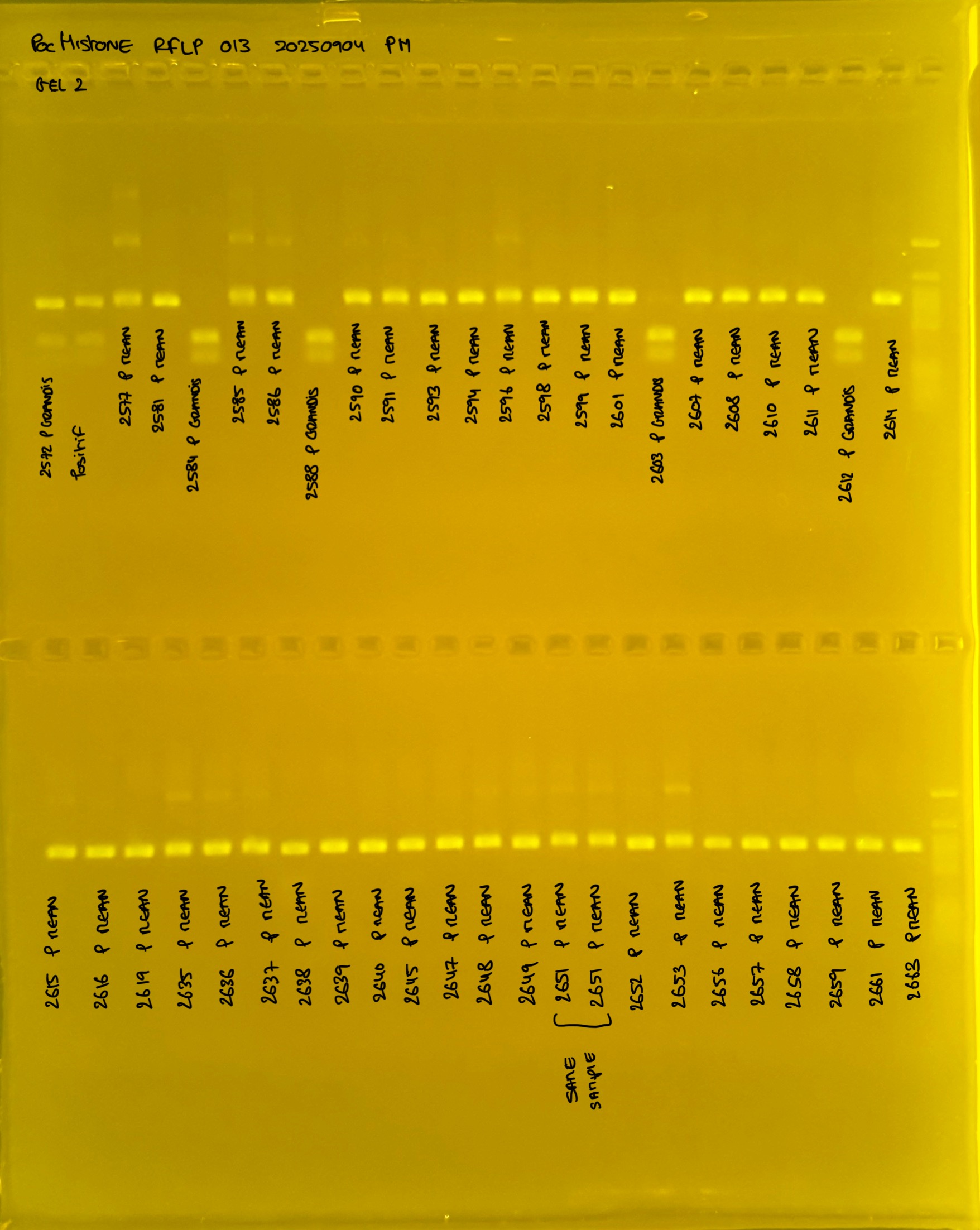 PocHistone_RFLP_013_g2_20250904.JPG