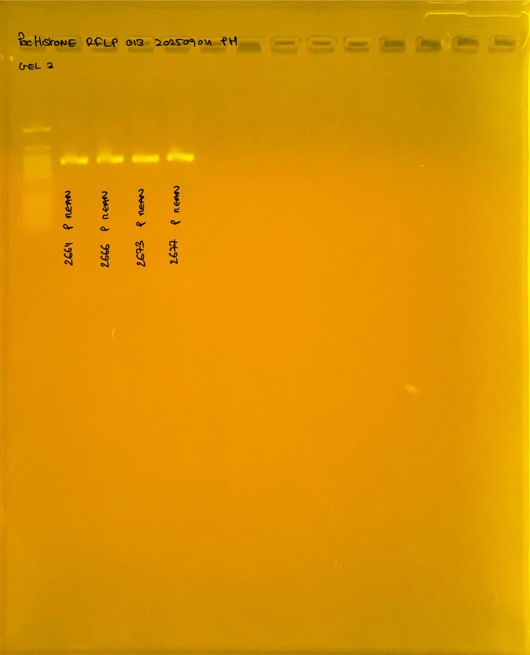 PocHistone_RFLP_013_g3_20250904.JPG