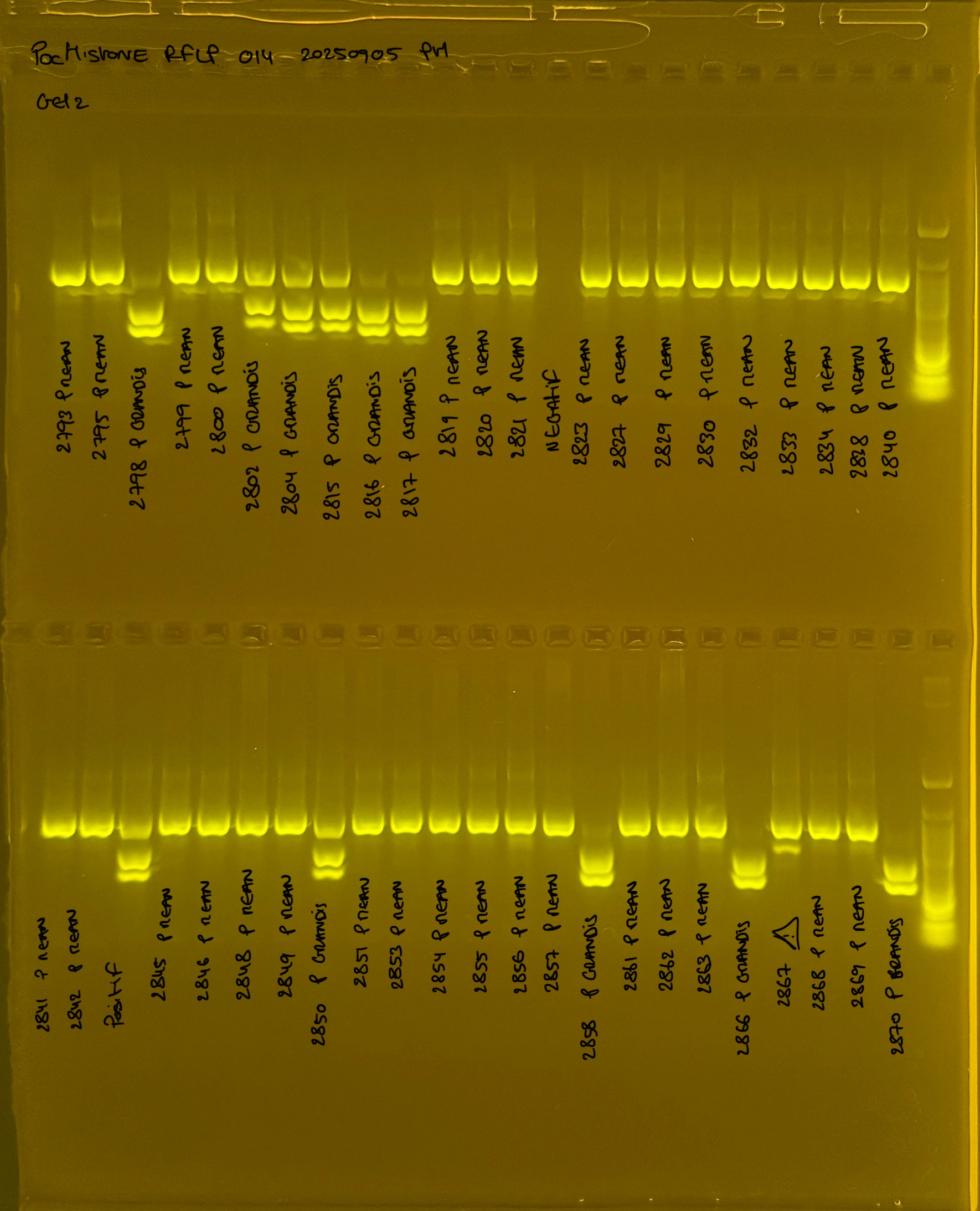 PocHistone_RFLP_014_g2_20250905.JPG