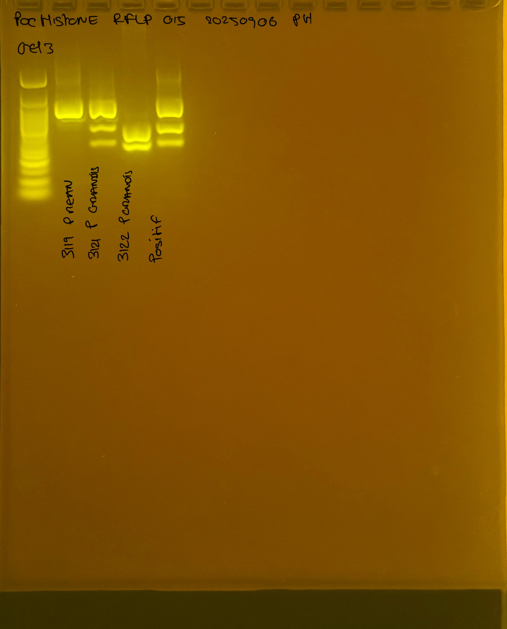 PocHistone_RFLP_015_g3_20250906.JPG
