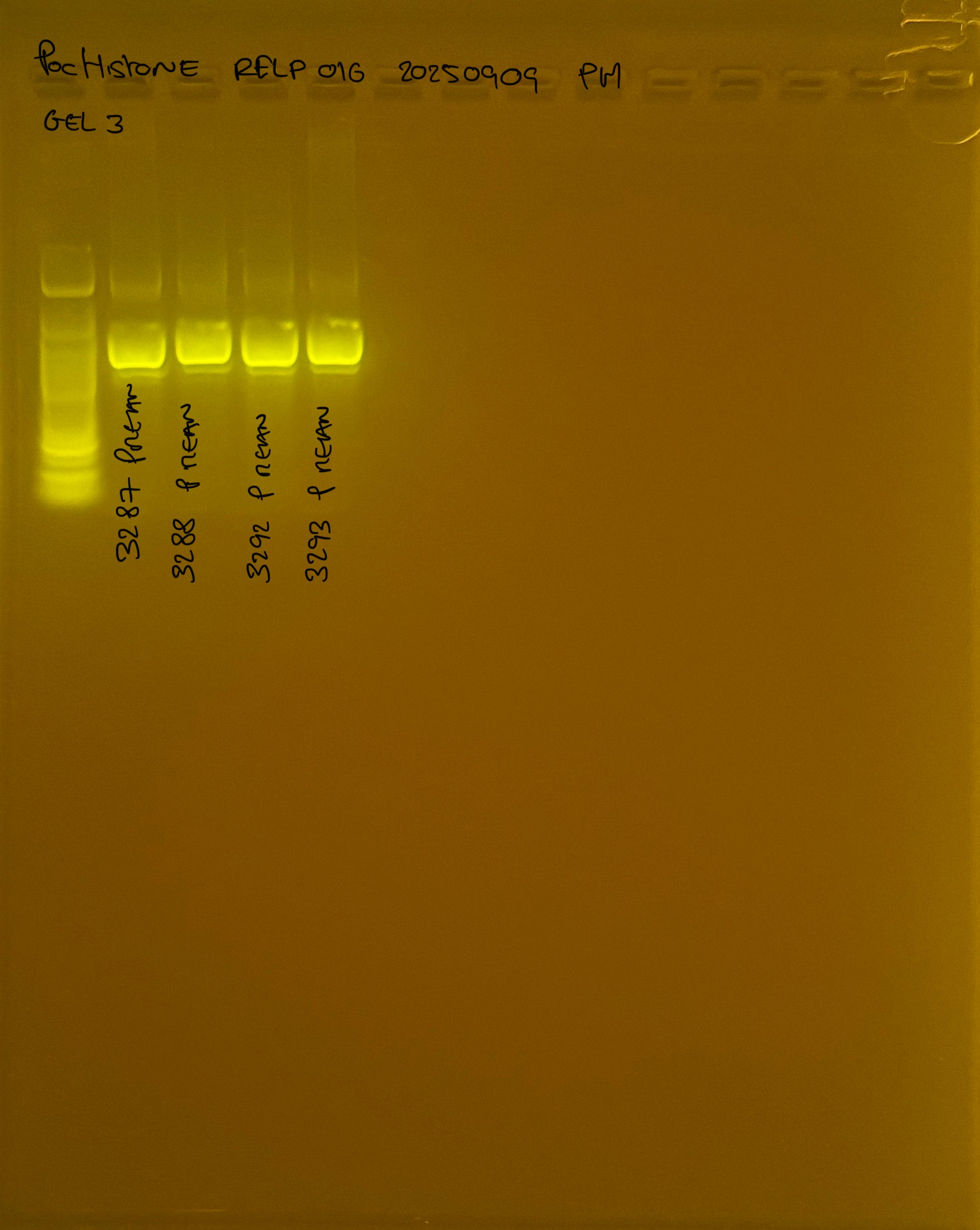 PocHistone_RFLP_016_g3_20250909.JPG