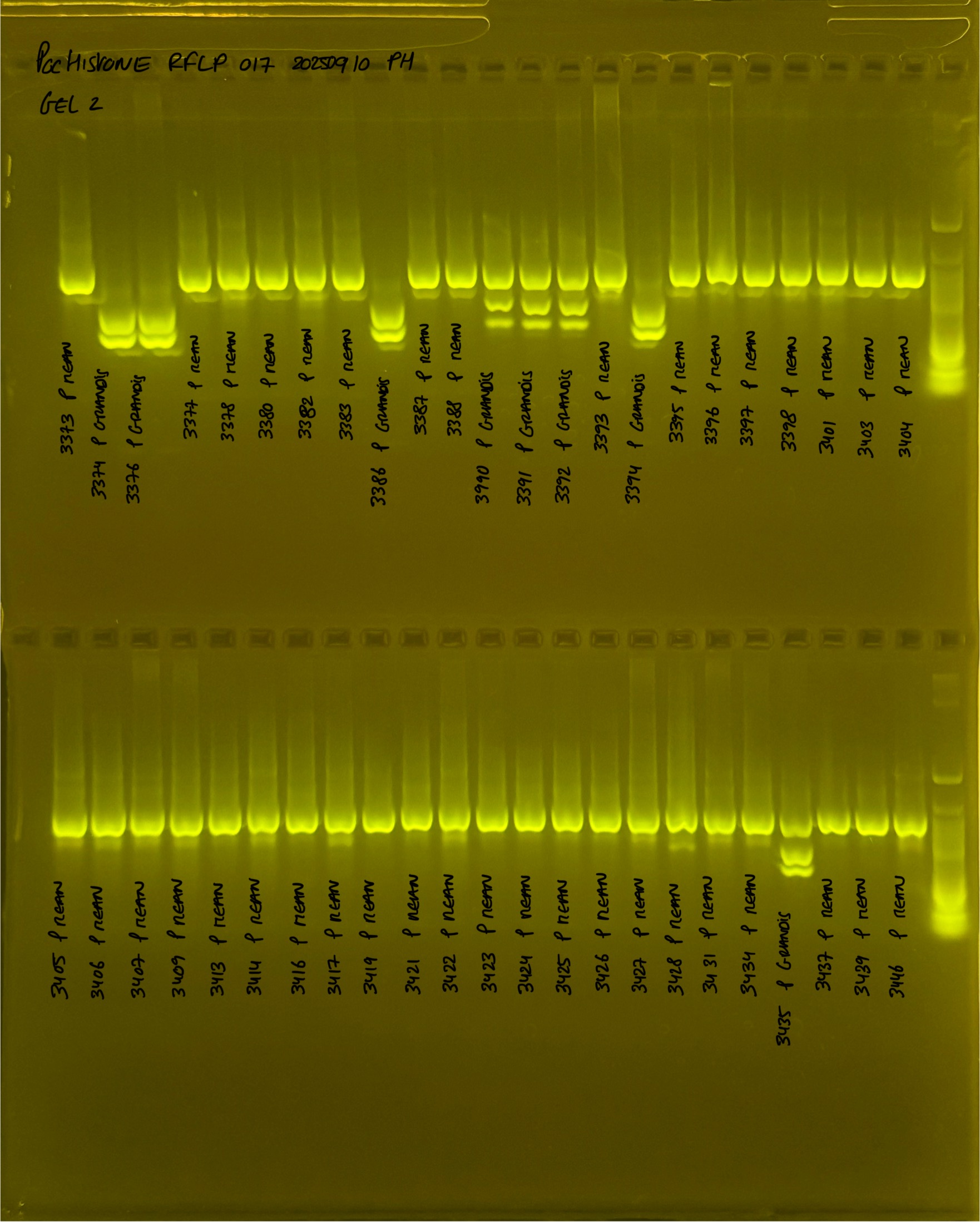 PocHistone_RFLP_017_g2_20250910.JPG