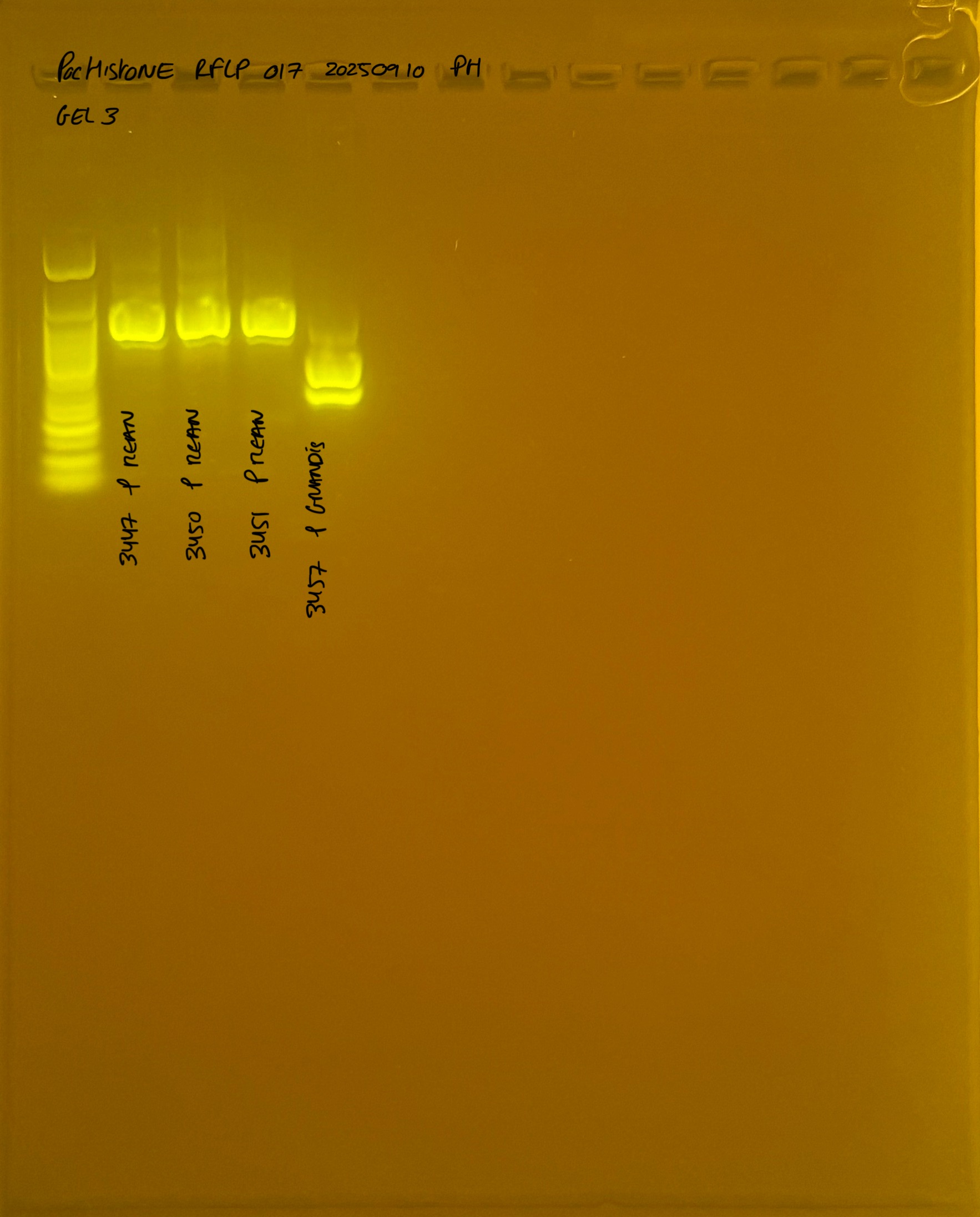 PocHistone_RFLP_017_g3_20250910.JPG