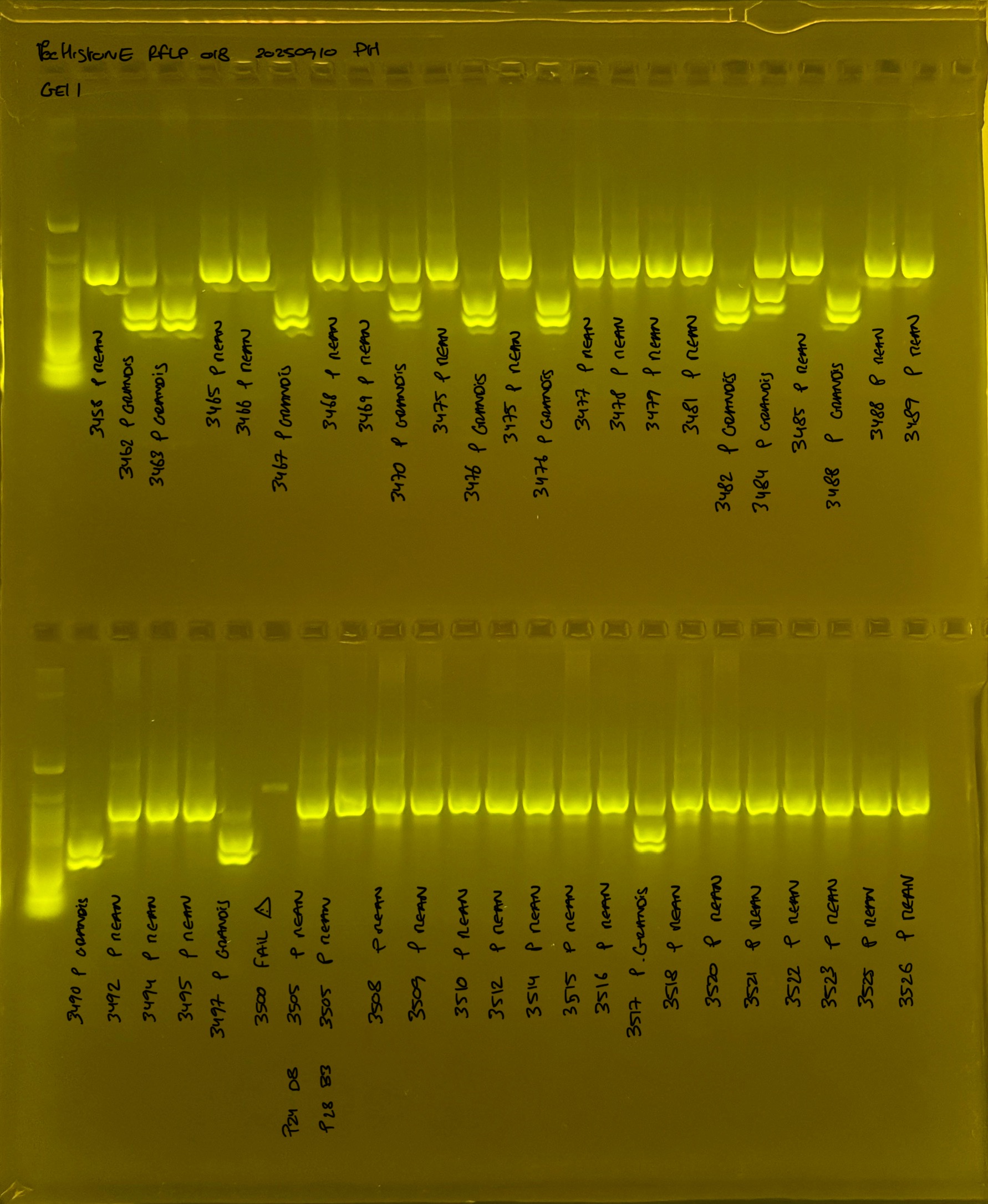 PocHistone_RFLP_018_g1_20250910.JPG