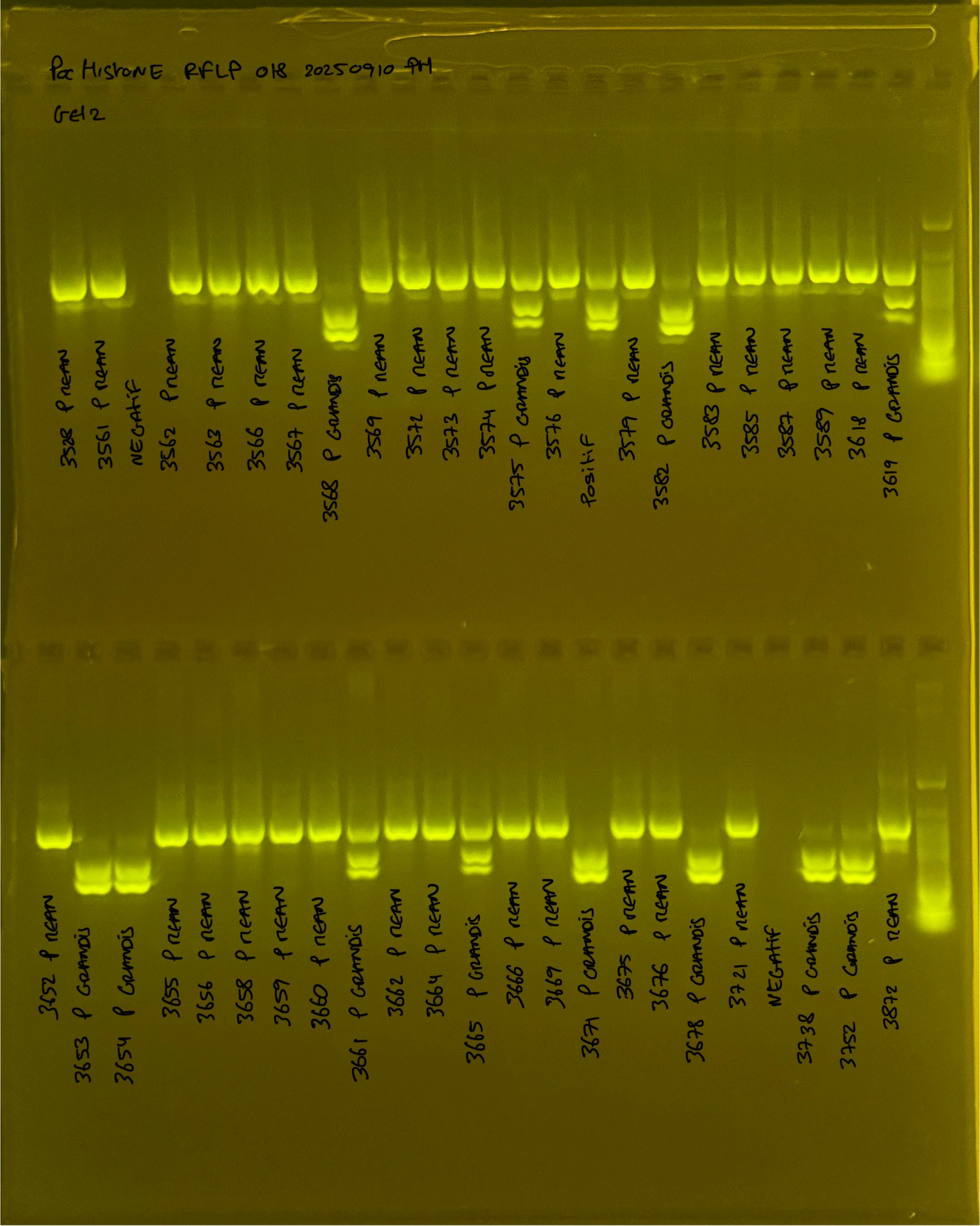 PocHistone_RFLP_018_g2_20250910.JPG