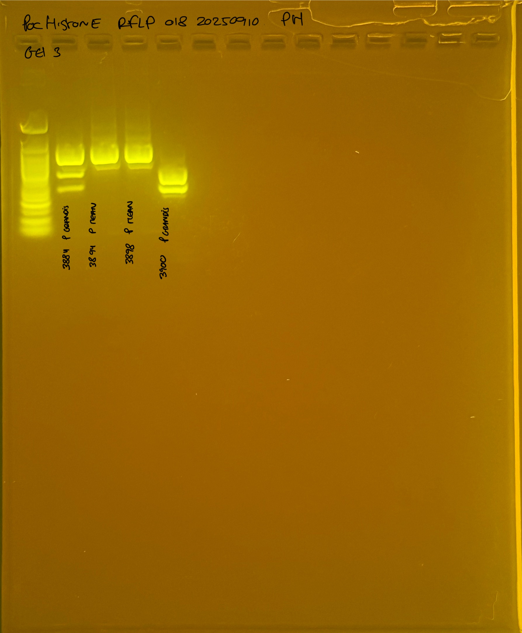 PocHistone_RFLP_018_g3_20250910.JPG