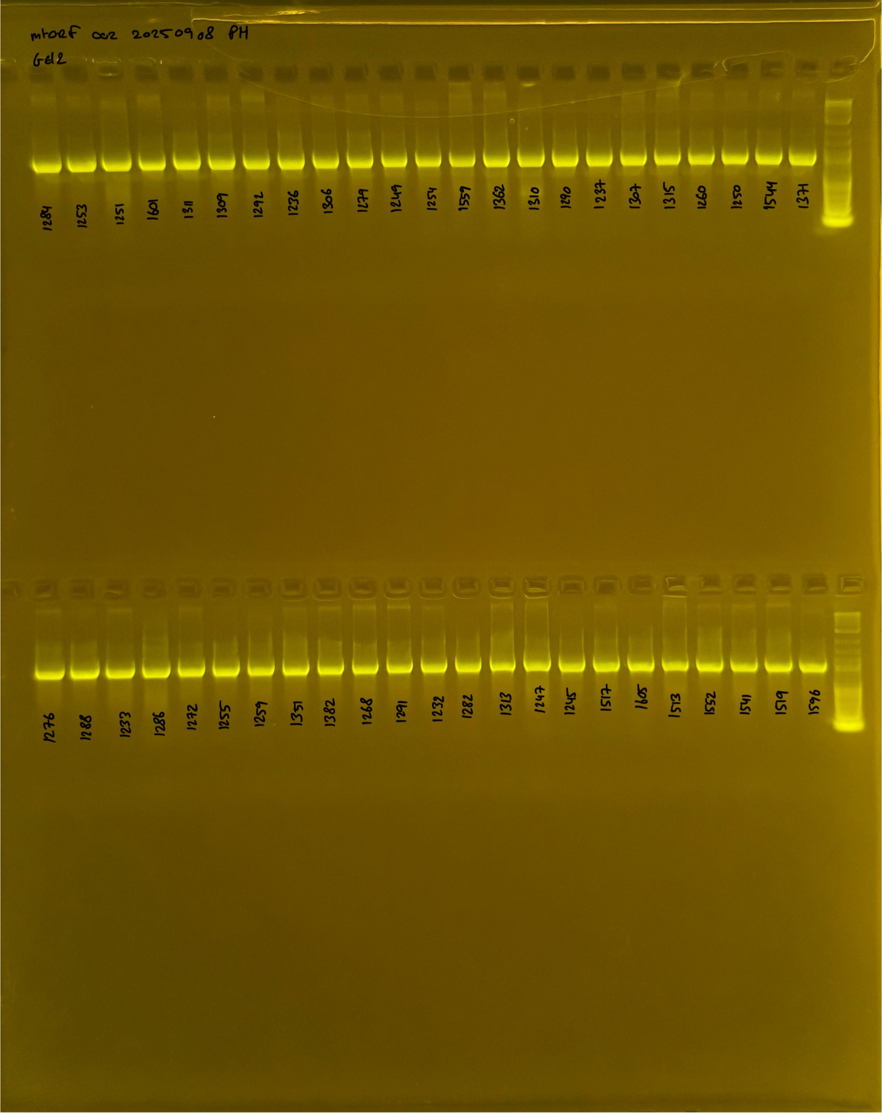 mtORF_002_g2_20250908.JPG
