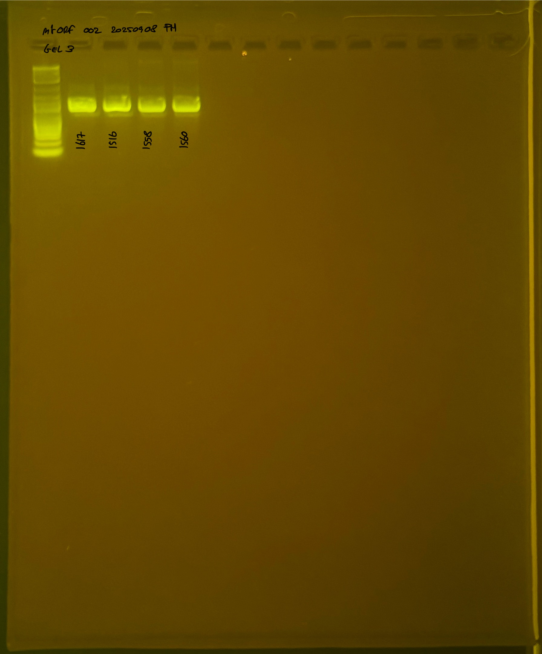 mtORF_002_g3_20250908.JPG