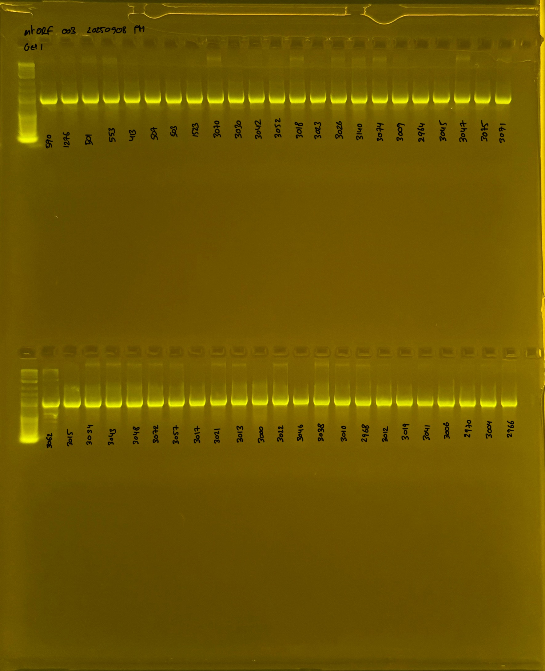 mtORF_003_g1_20250908.JPG