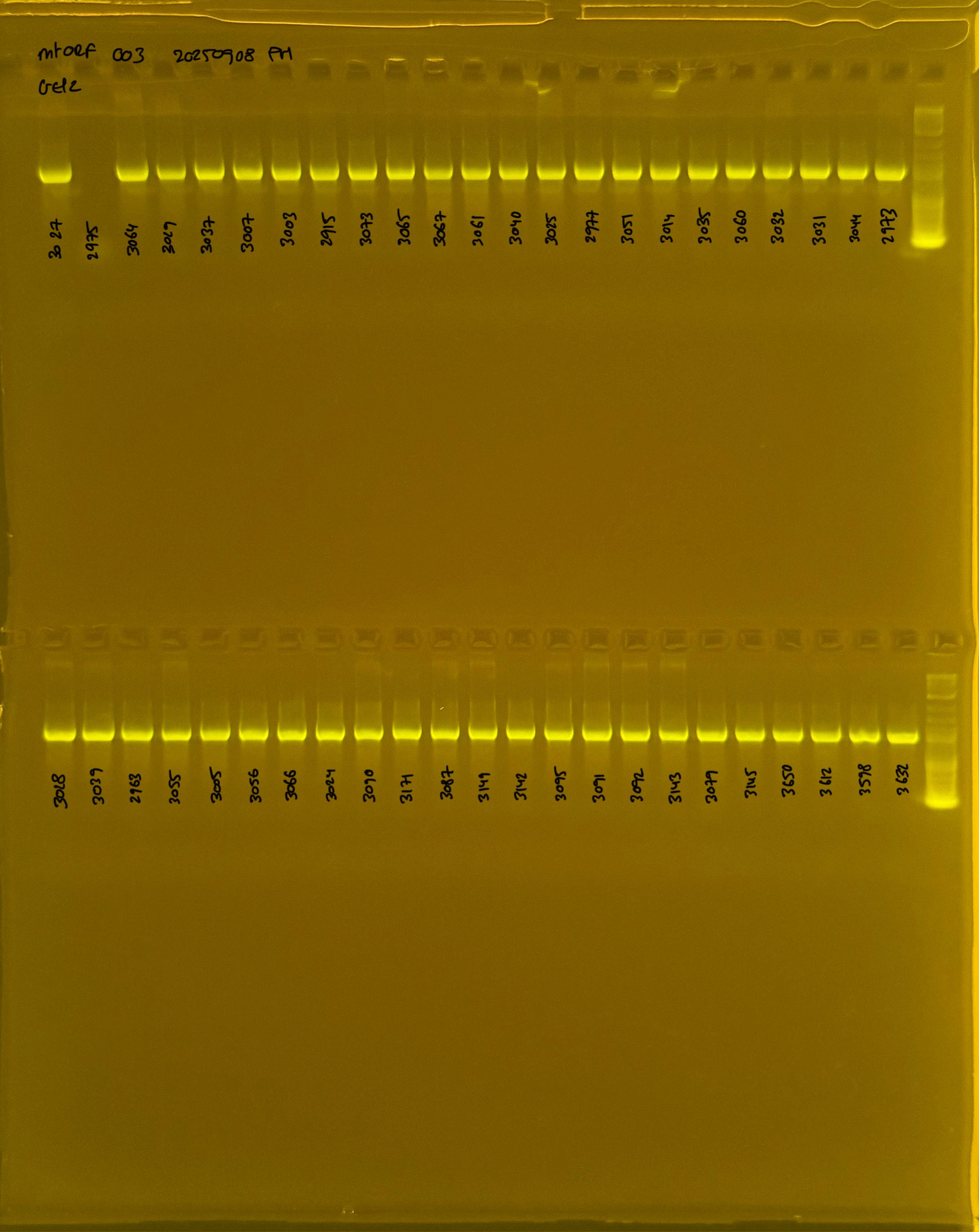 mtORF_003_g2_20250908.JPG