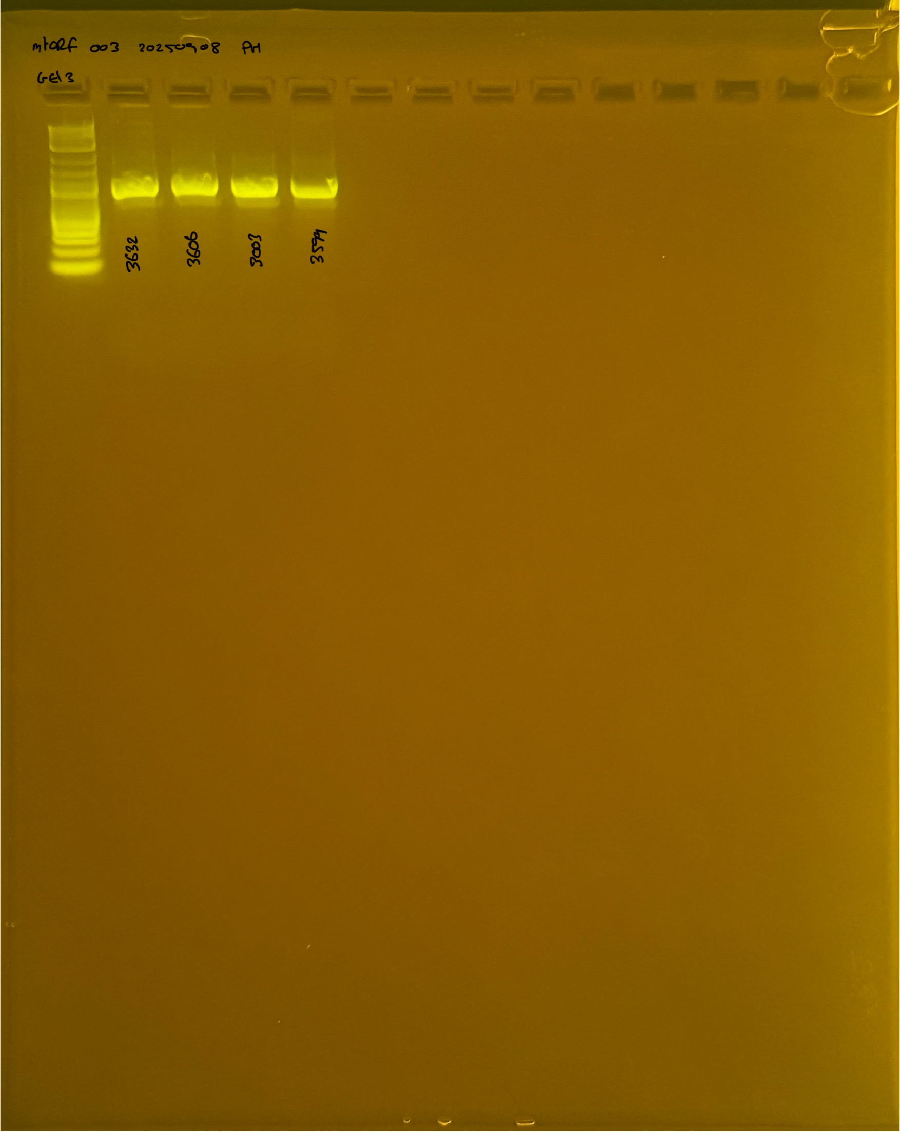 mtORF_003_g3_20250908.JPG