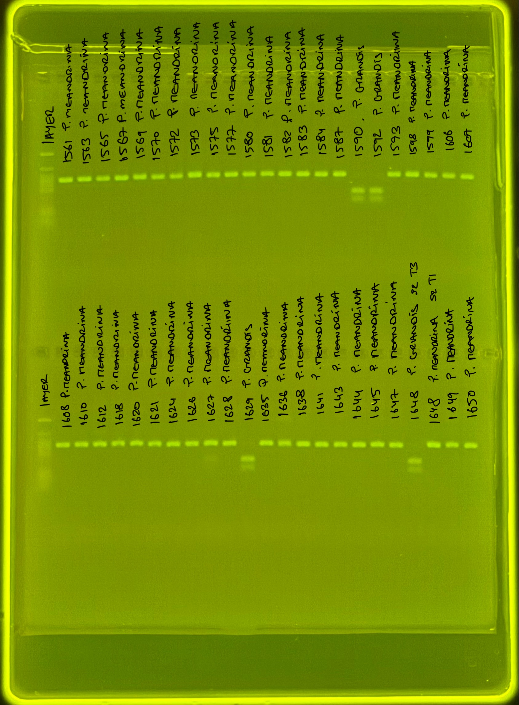 pocHistone005g2.JPG