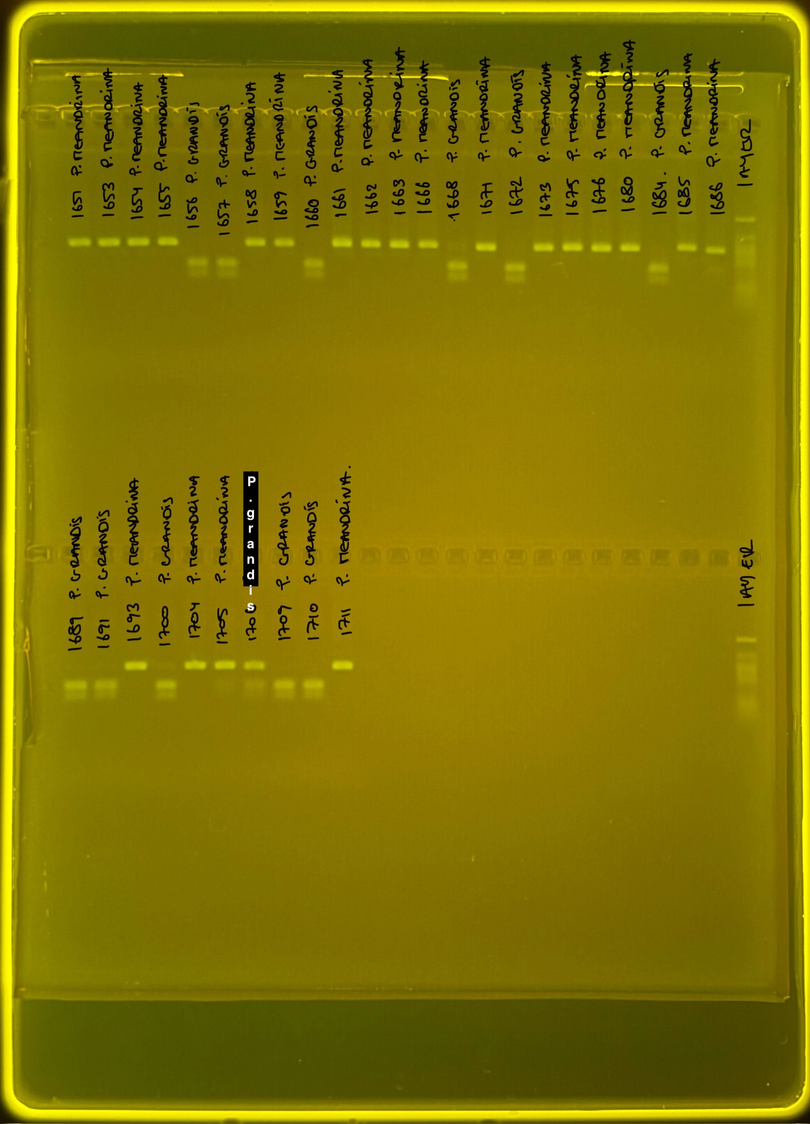 pocHistone005g3.JPG
