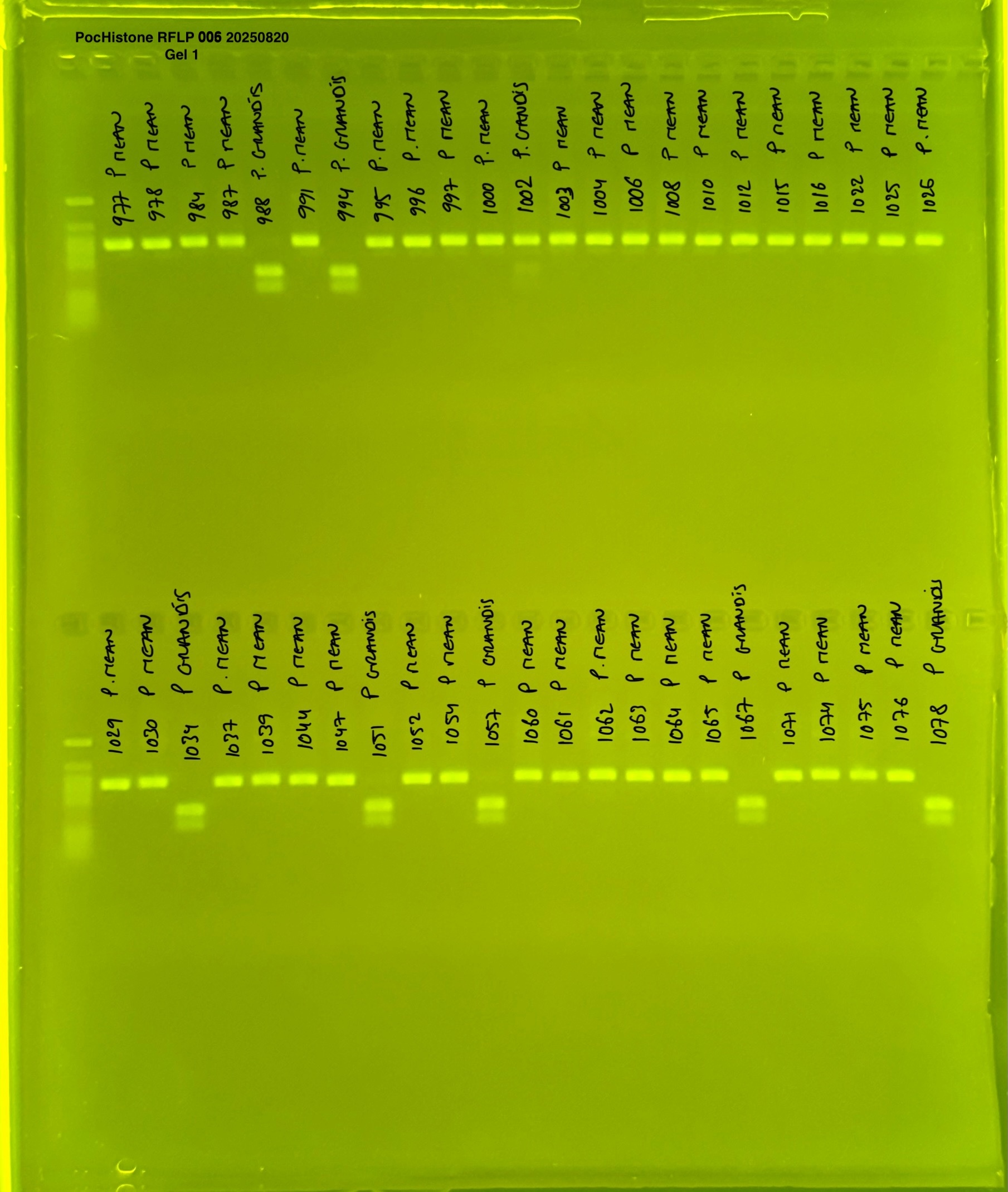 pocHistone007g1.JPG