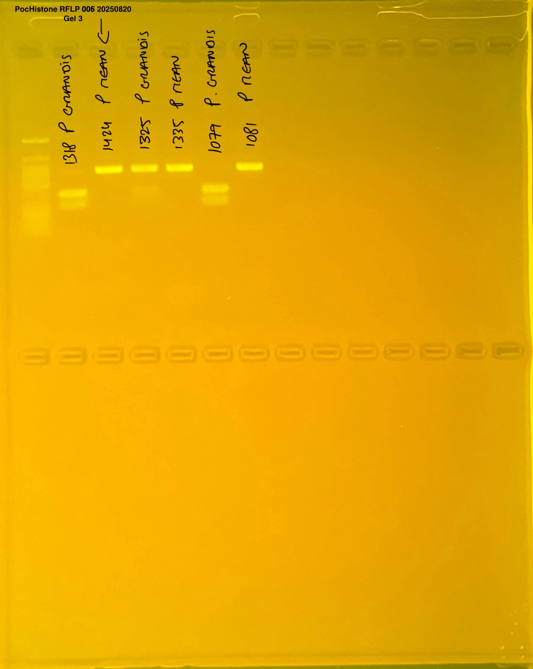 pocHistone007g3.JPG