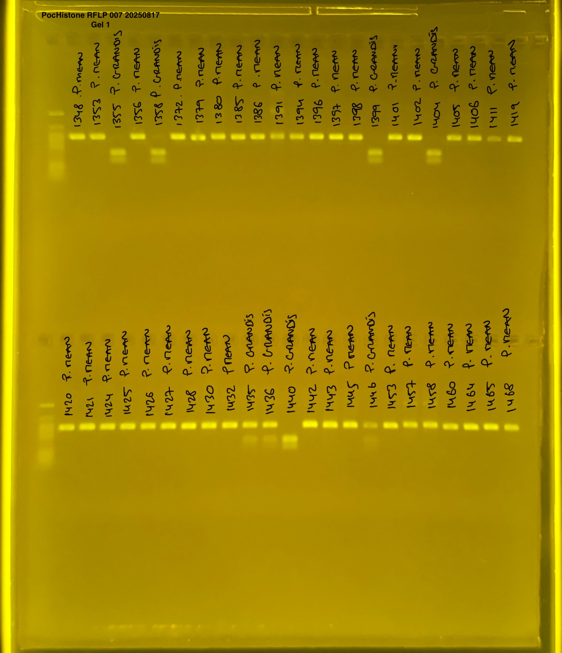 pocHistone_RFLP_007_g1_20250817.JPG