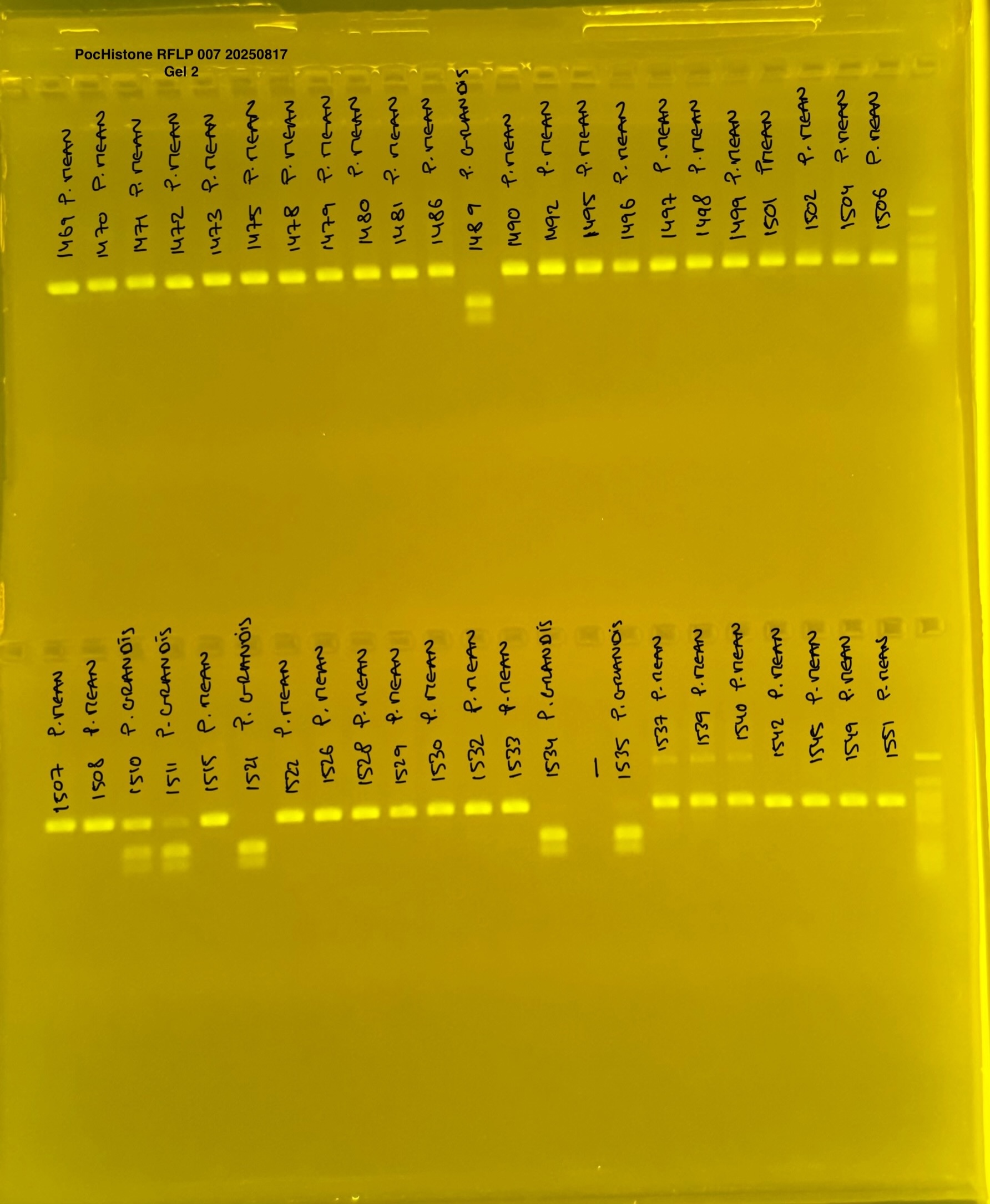 pocHistone_RFLP_007_g2_20250817.JPG