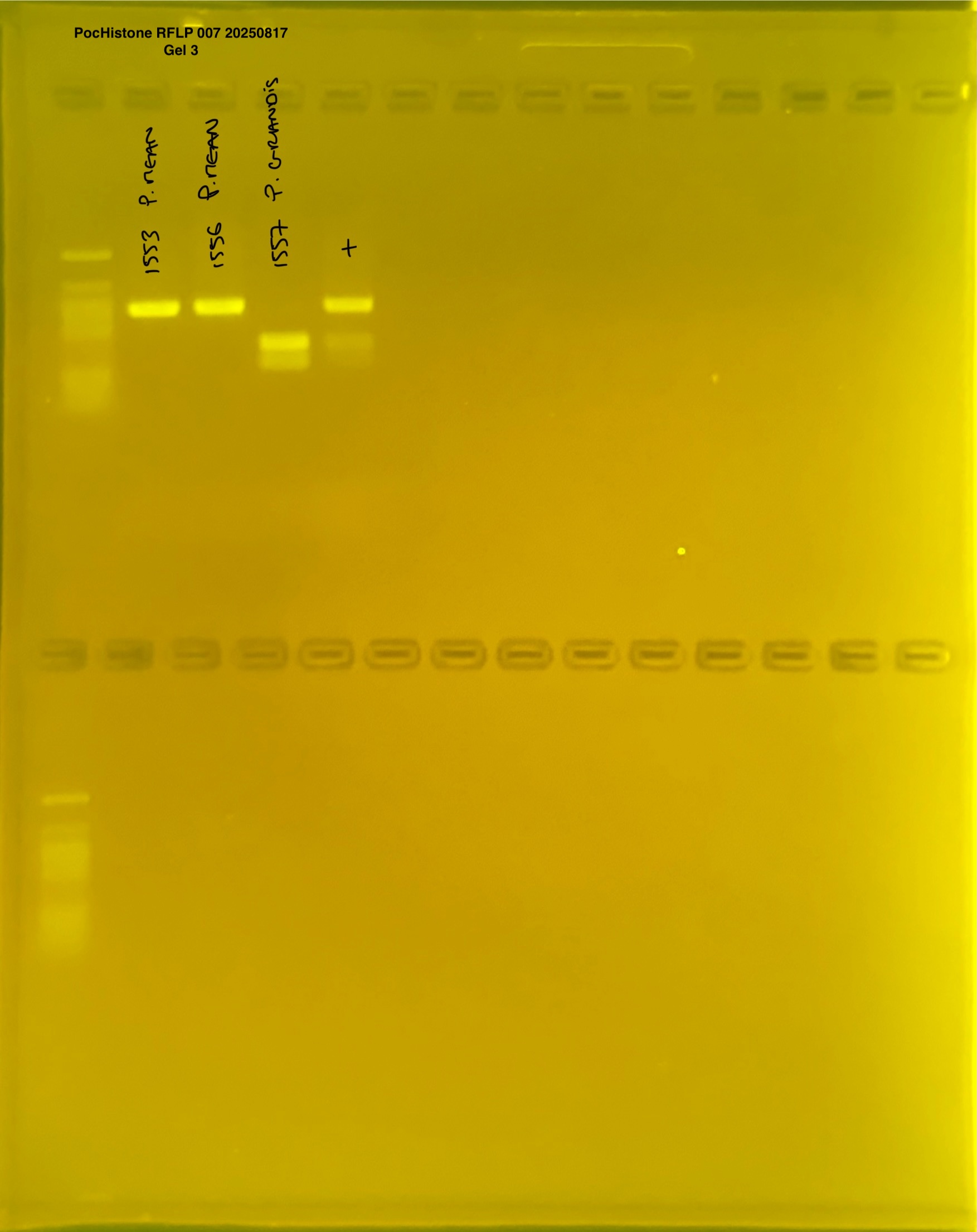 pocHistone_RFLP_007_g3_20250817.JPG